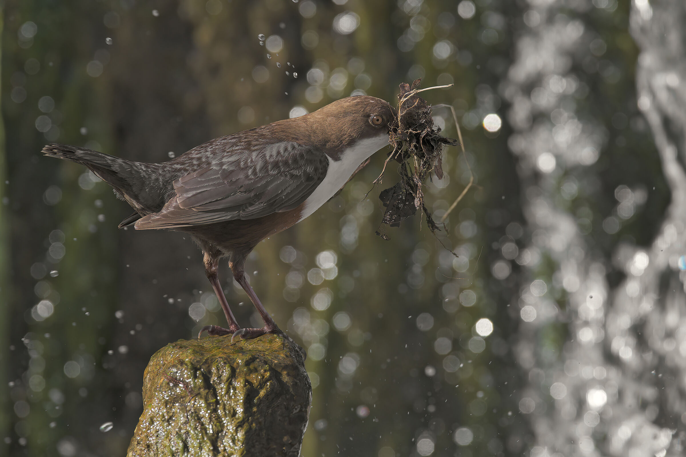 White-throated dipper