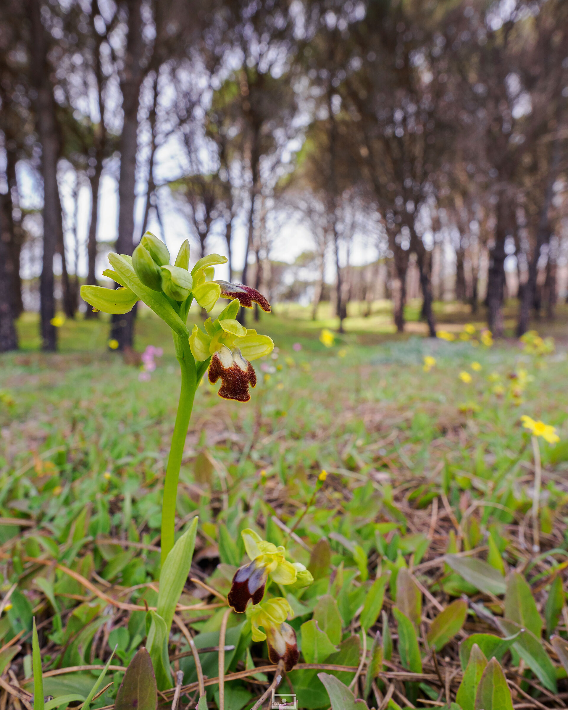 Ophrys lupercalis