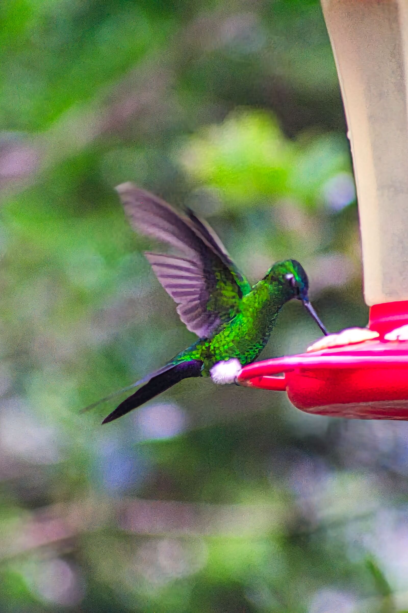 Colibrì pierna plumosa cola zafiro