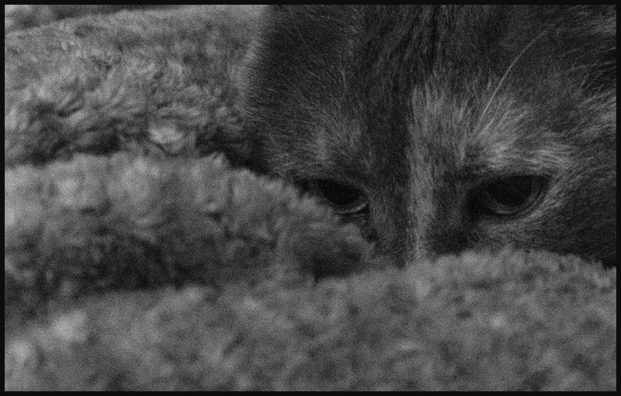 50 sfumature di grigio