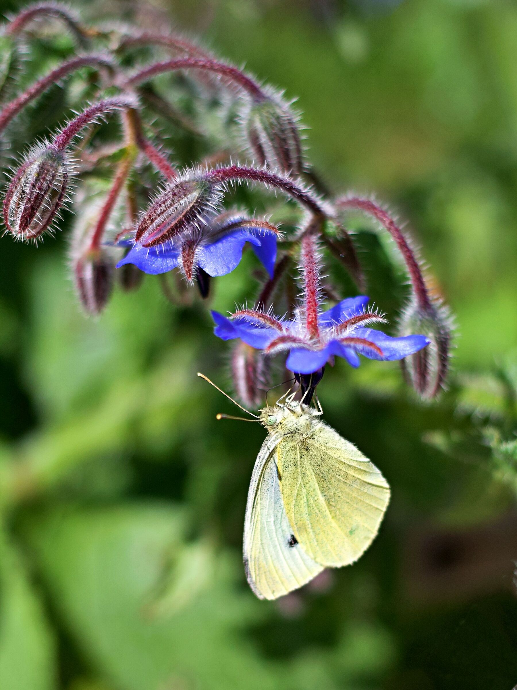 Greater cabbage on borage