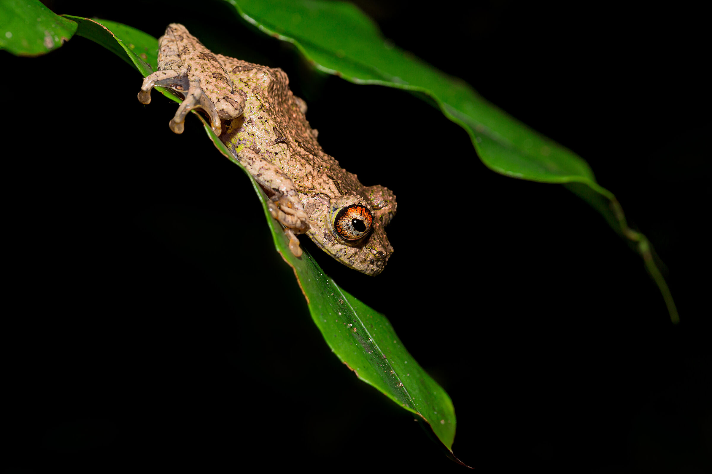 Guibe warty treefrog