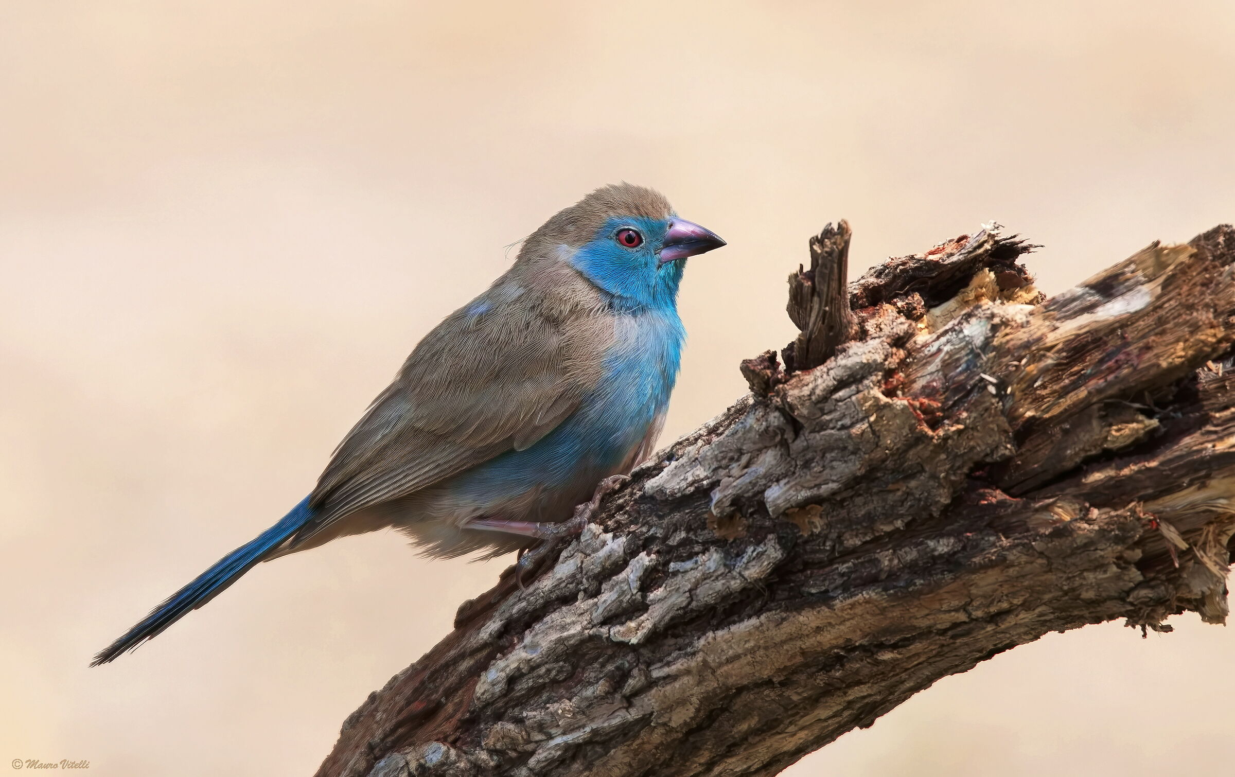 Blue wax beak (Uraeginthus angolensis)