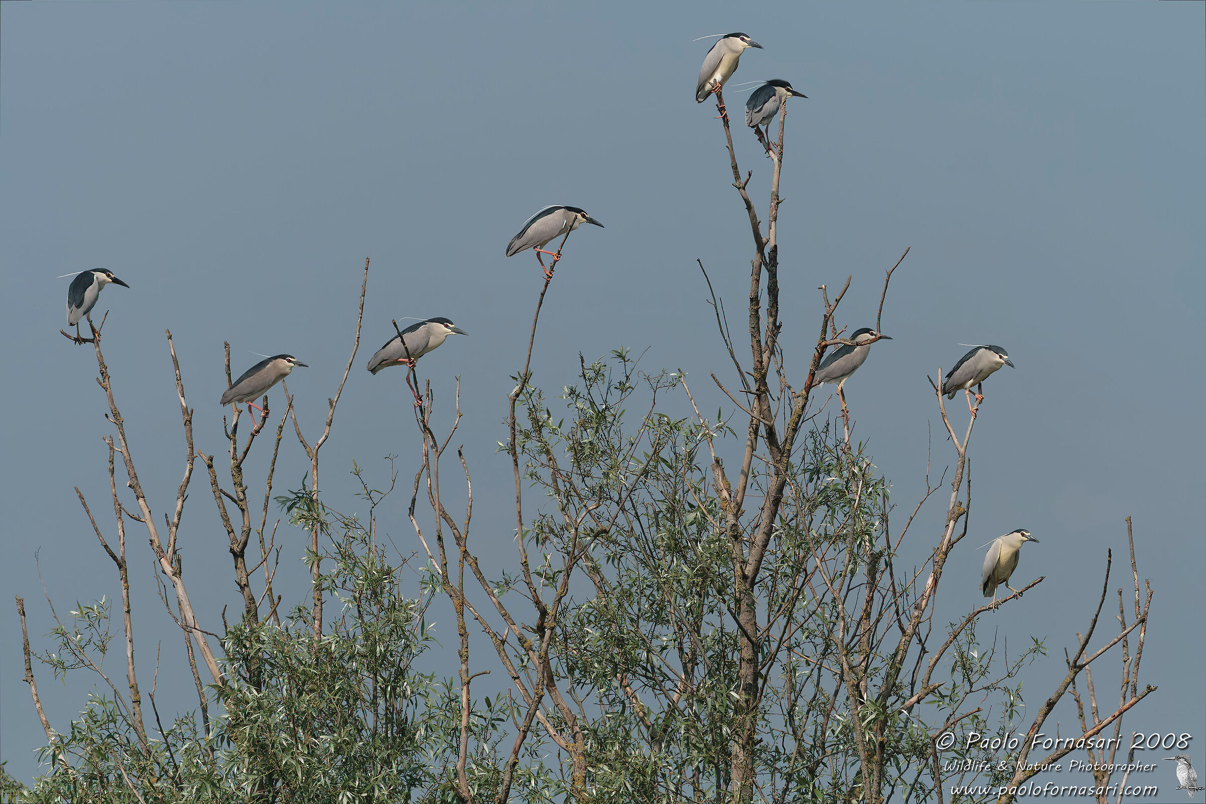 The night heron tree (Nycticorax nycticorax)