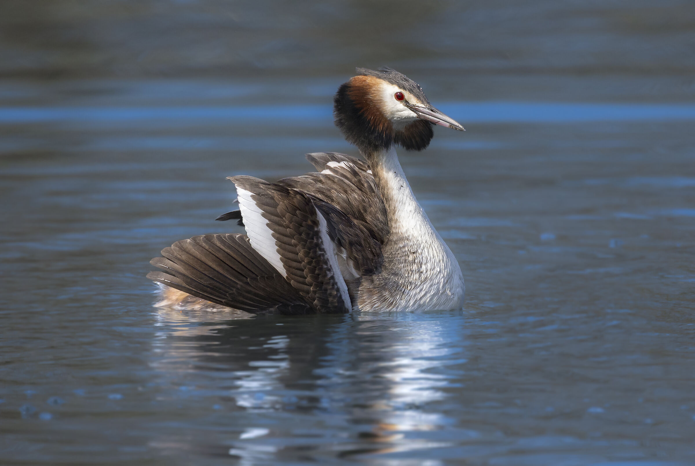 la danza del pinguino, svasso maggiore