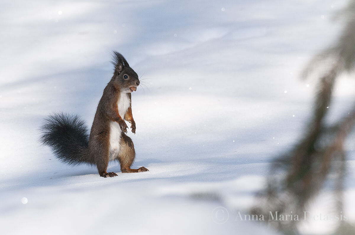 Squirrel (Sciurus vulgaris)