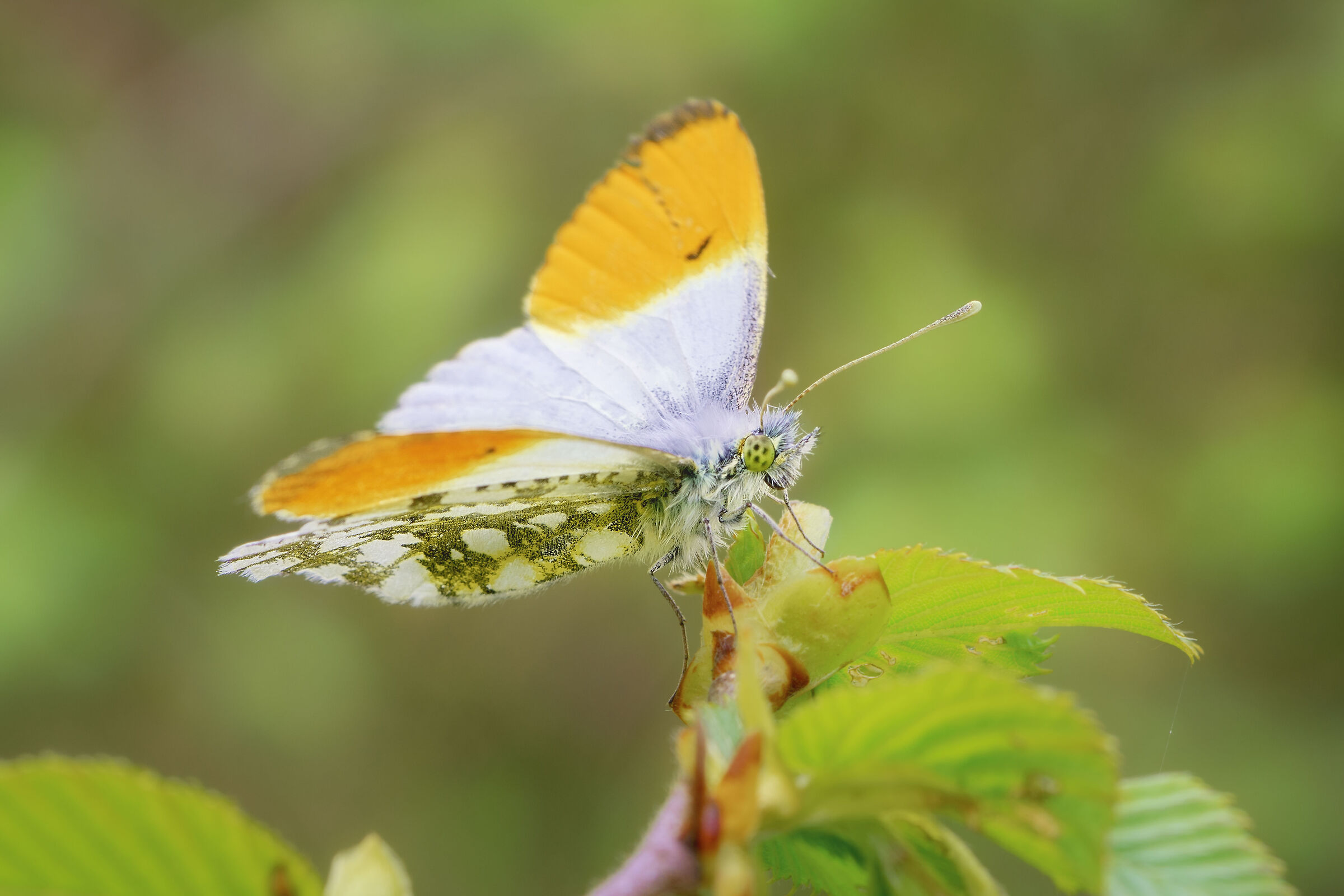 Anthocharis cardamines