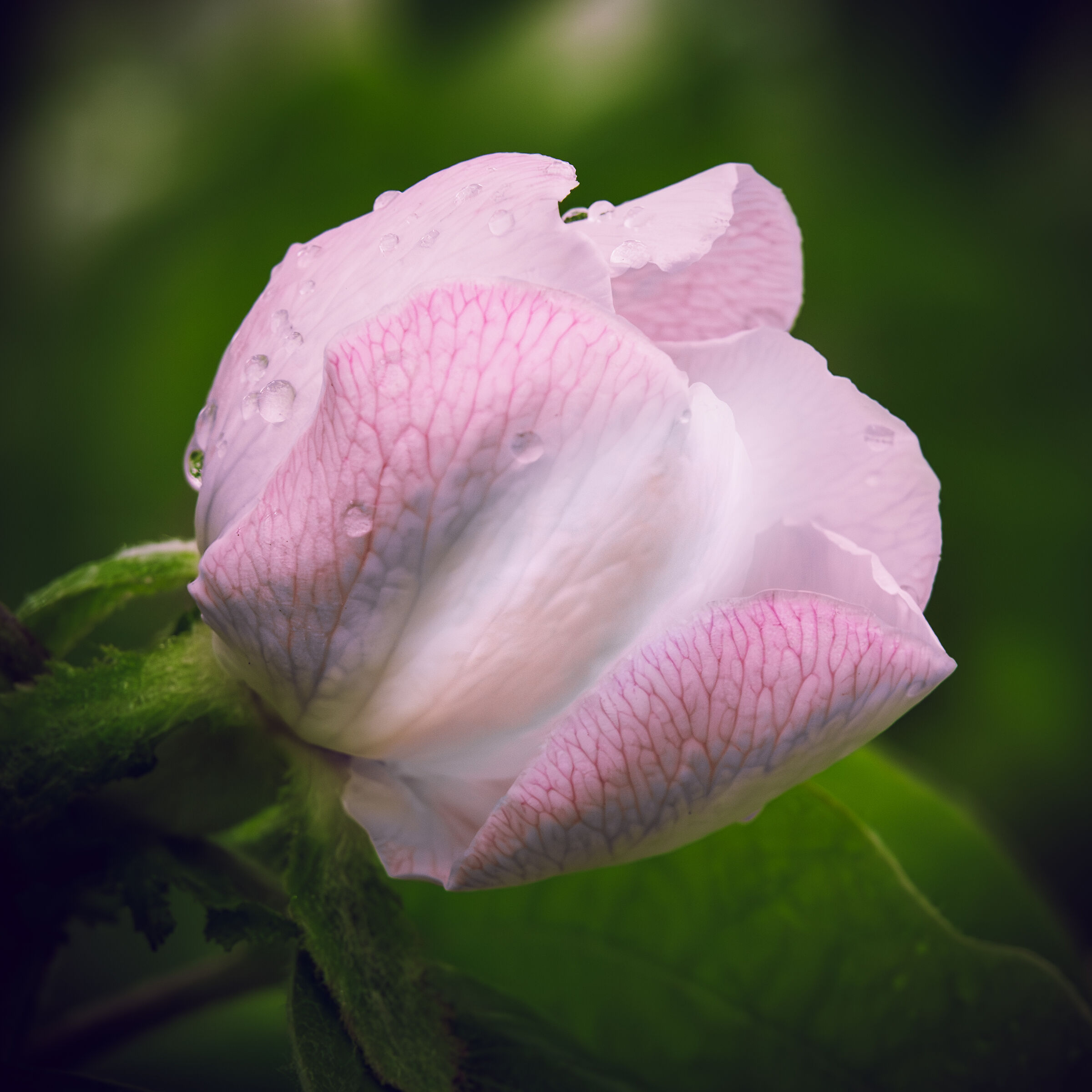 Fiore di Melo cotogno