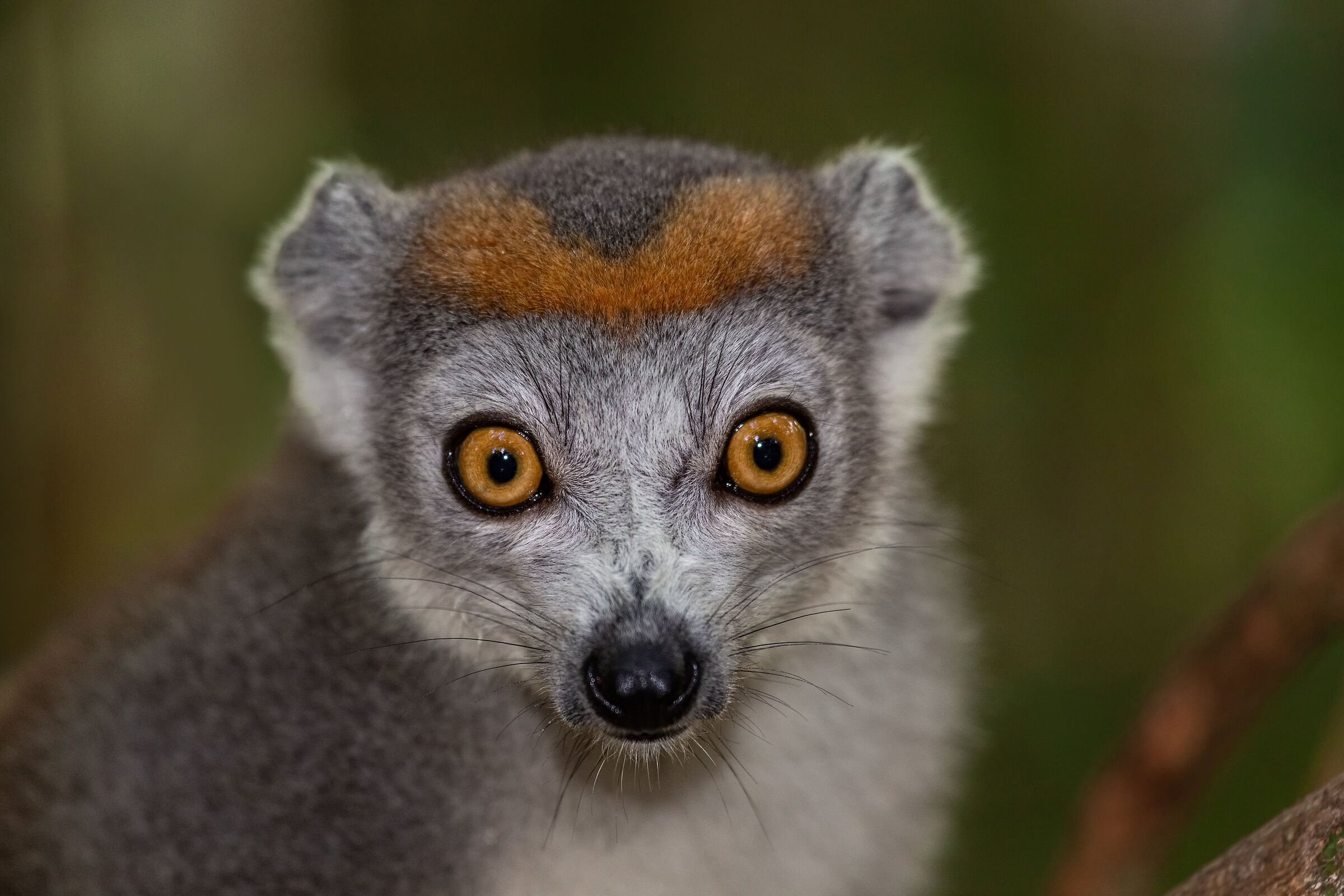 Crowned lemur - close up