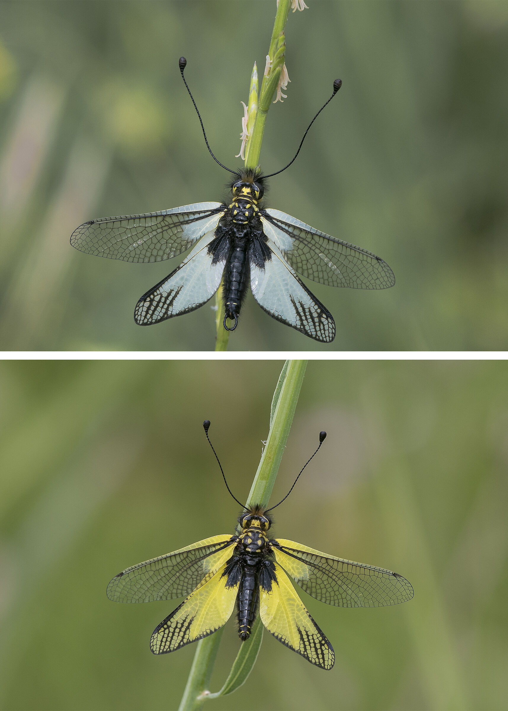 Him and Her - White Ascalaphus (Libelloides coccajus)