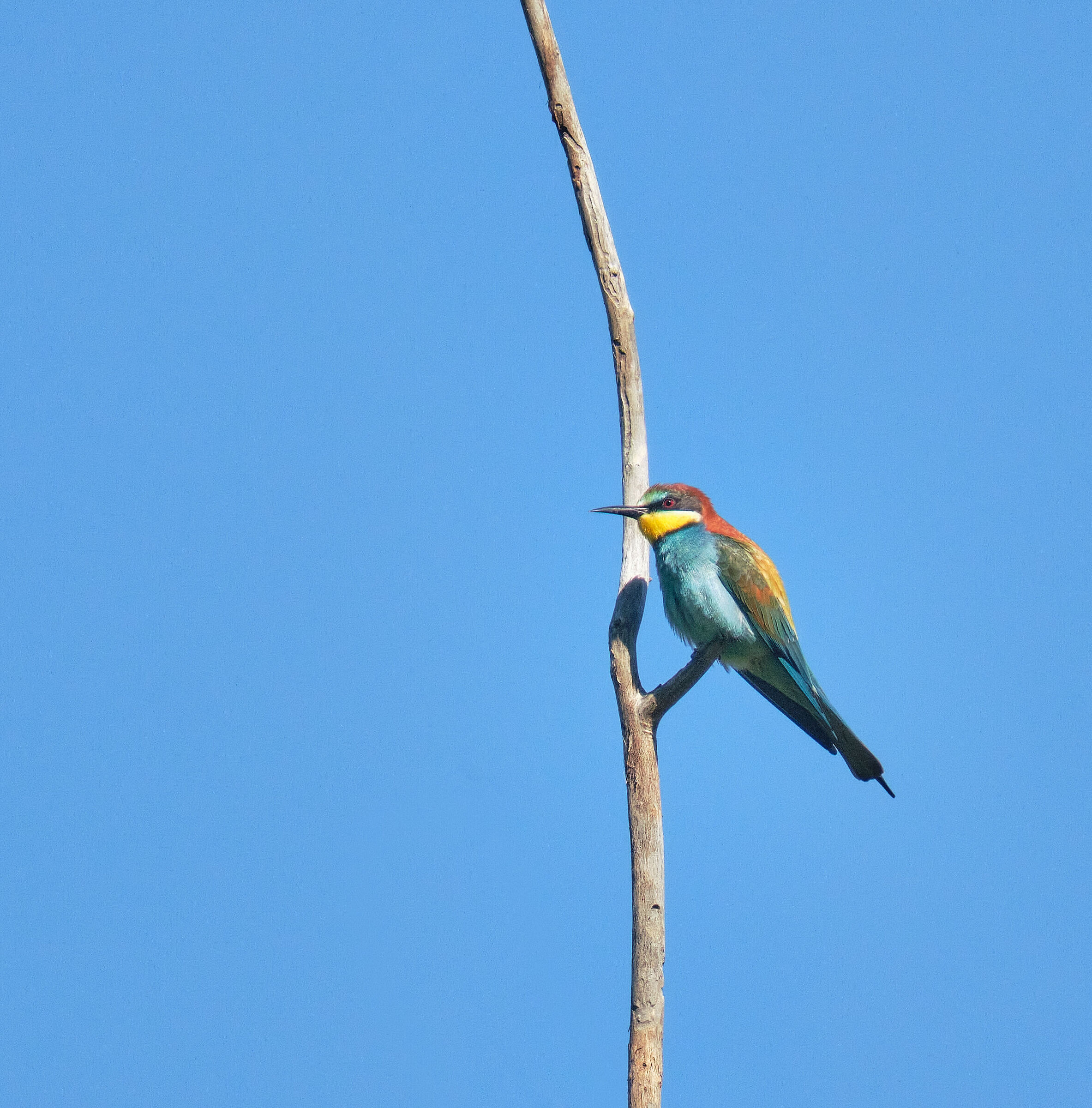 Bee-eater