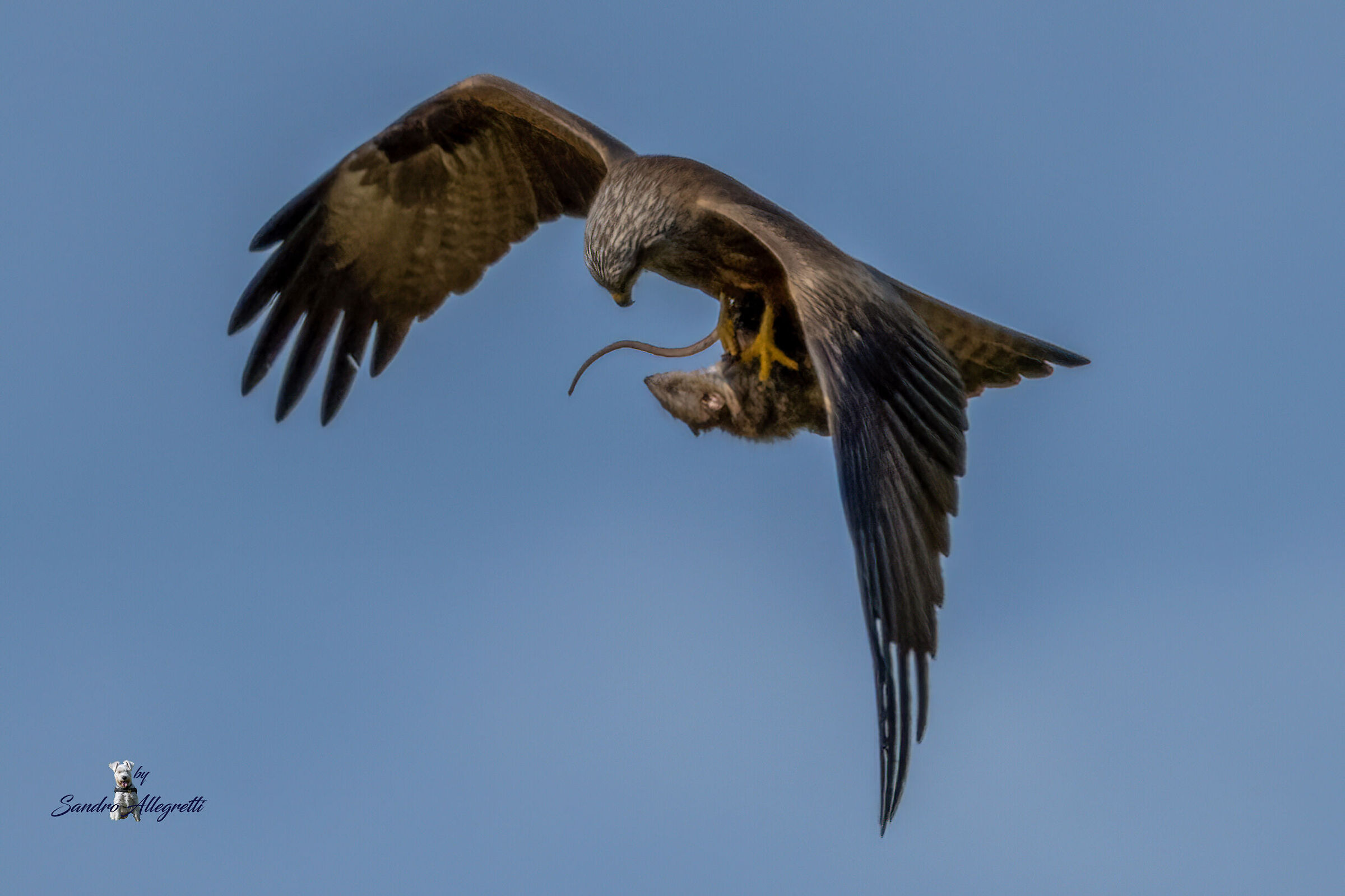 Il nibbio bruno (Milvus migrans)