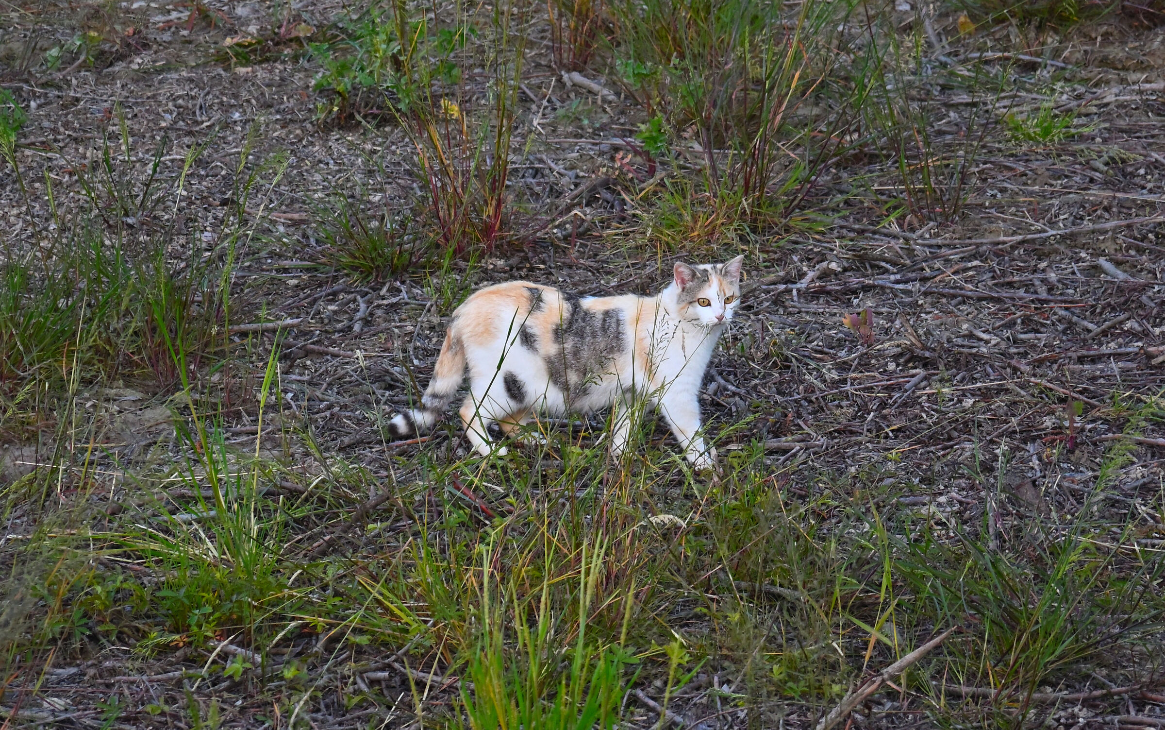 I thought I saw a cat