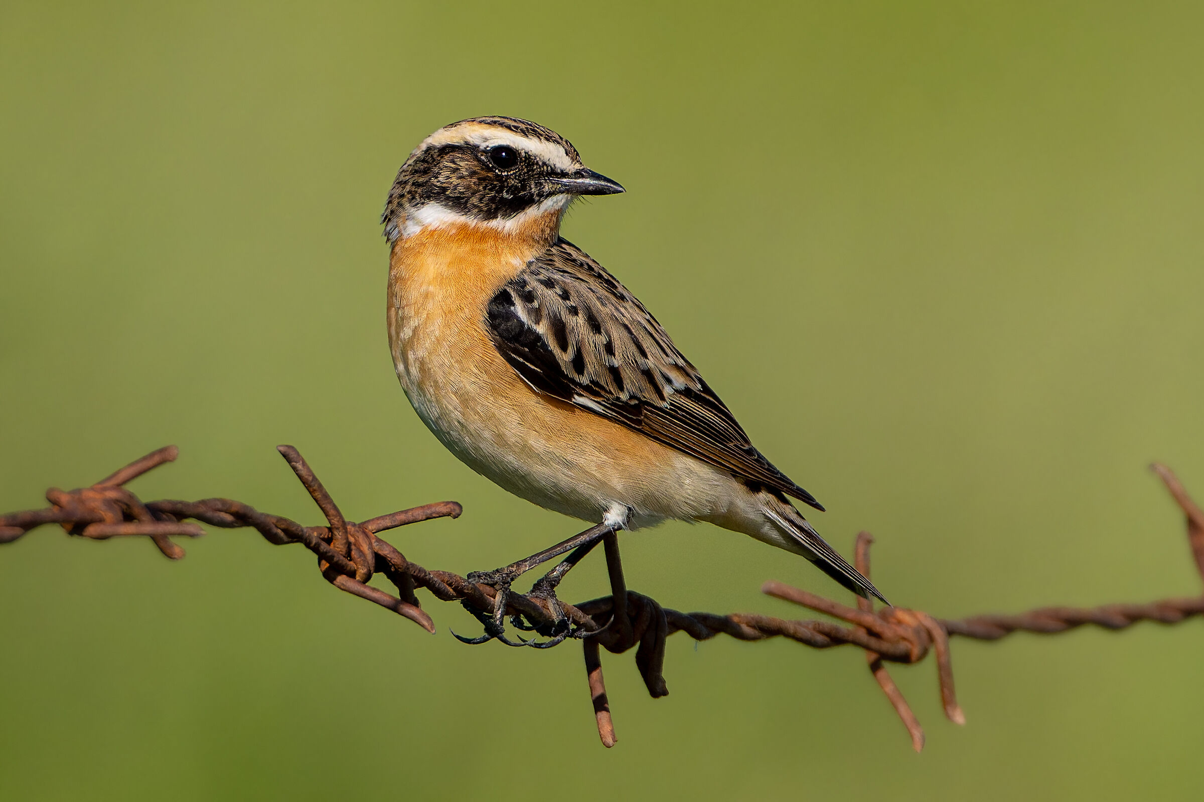 Whinchat