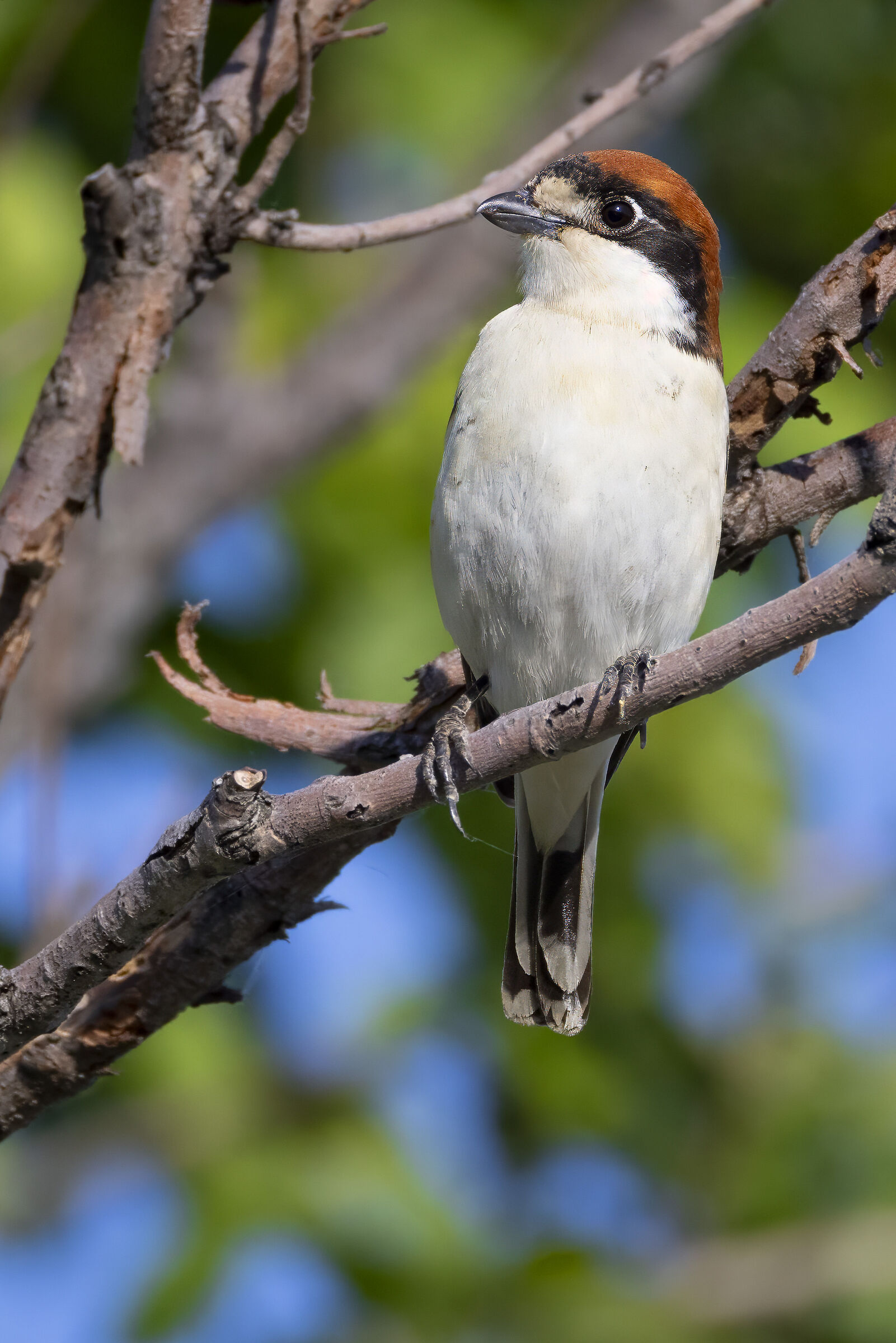 Woodchat shrike
