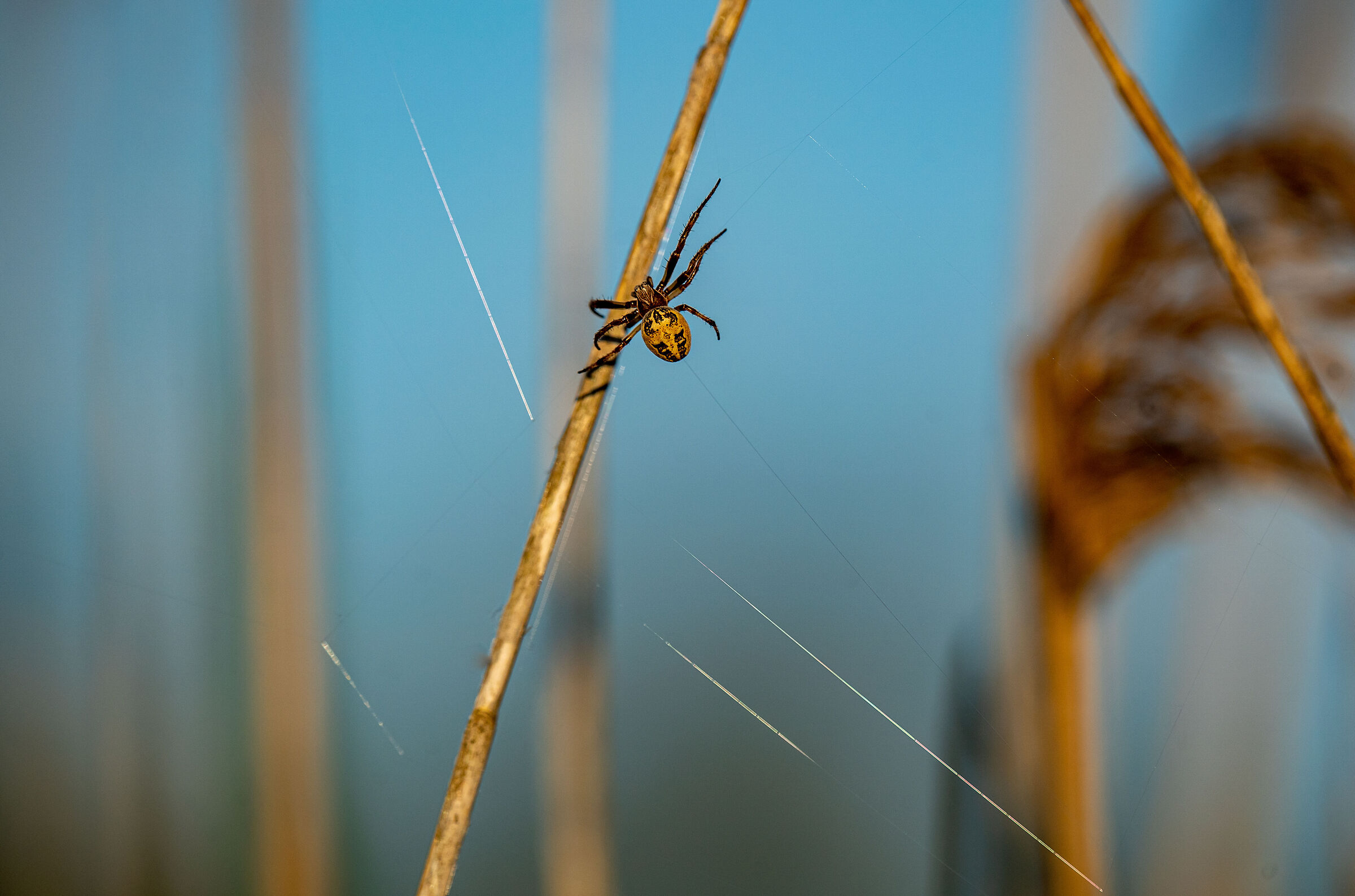 il ragno si costruisce casa