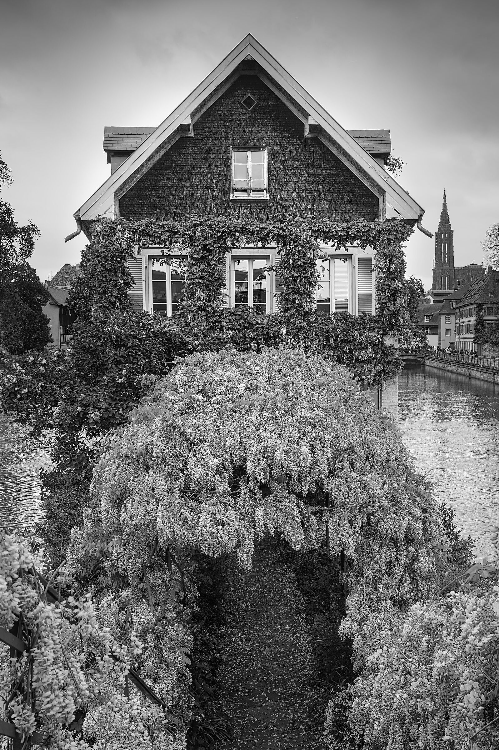 The House of Wisteria in Strasbourg