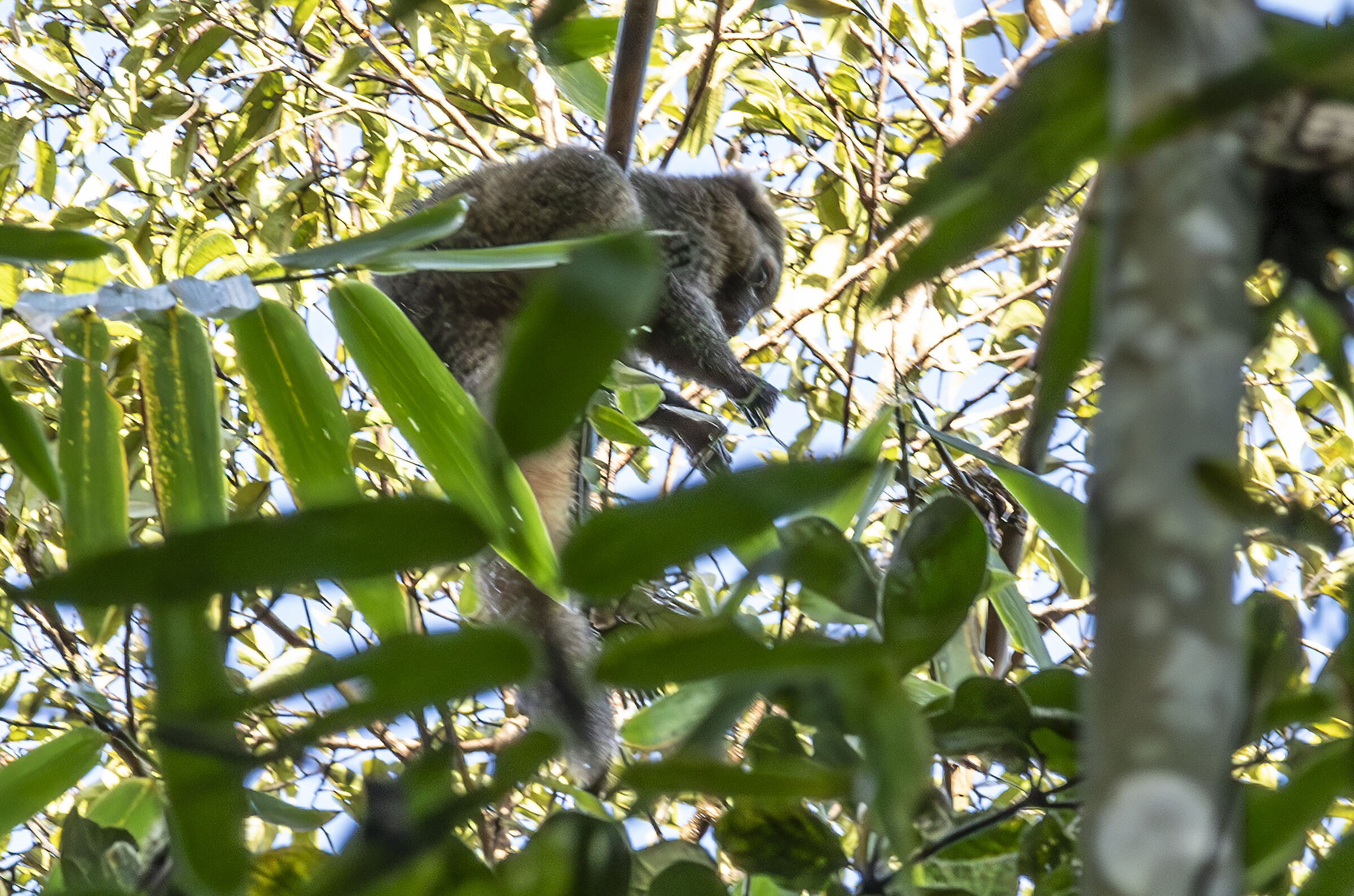 Bamboo lemur