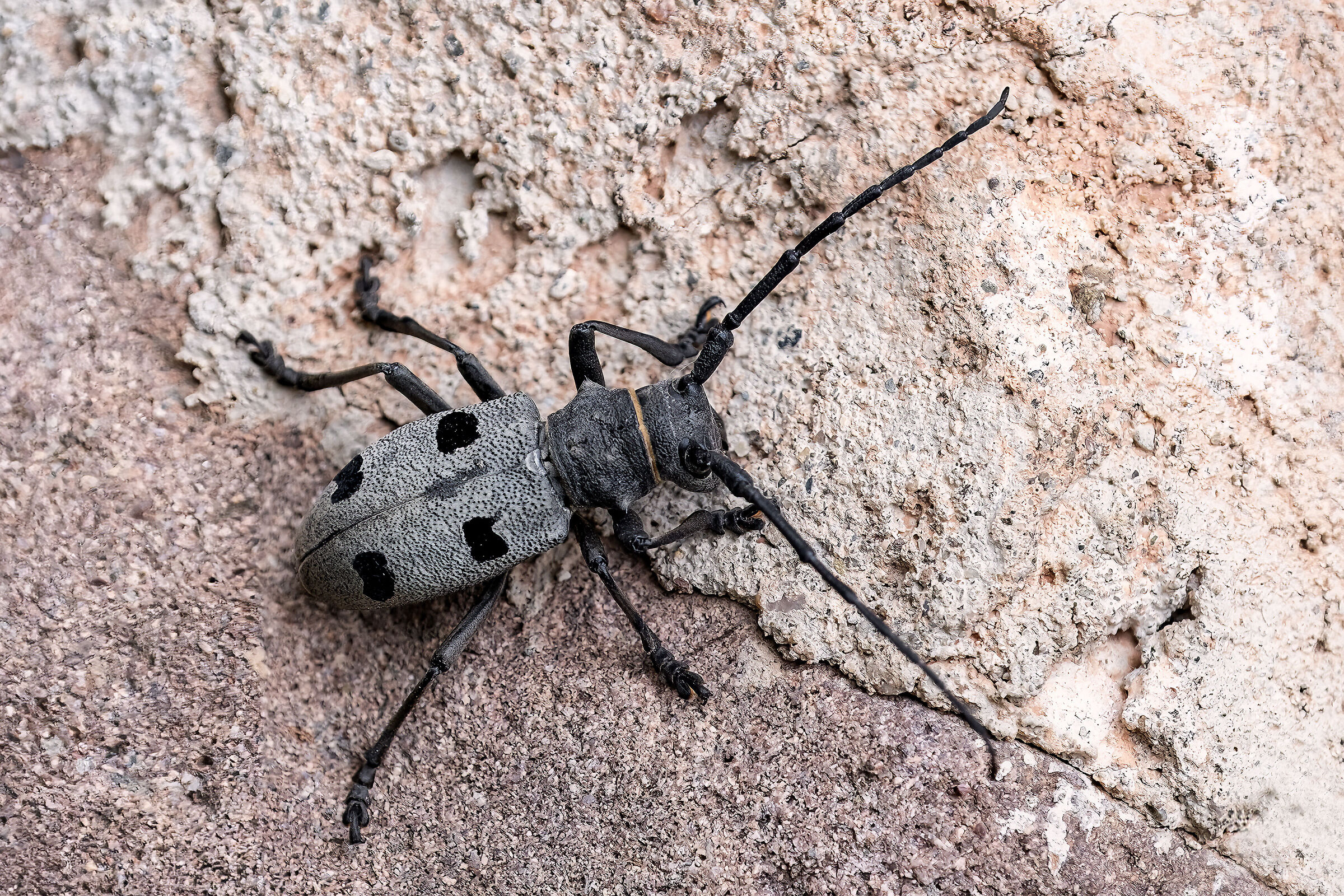 Morimus asper funereus