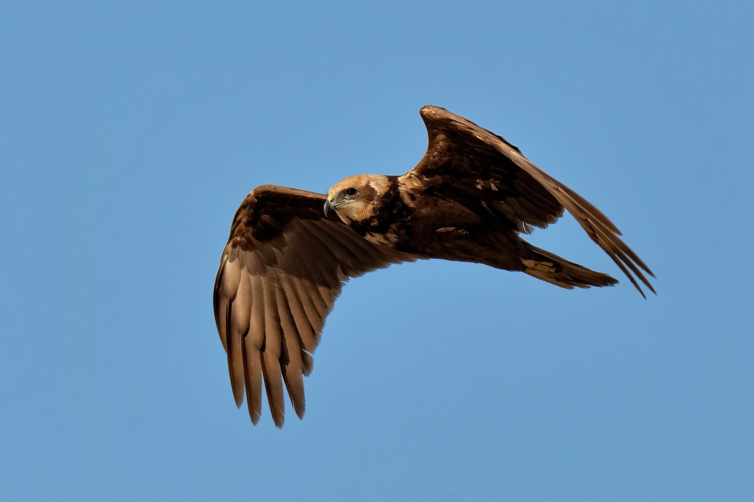 Marsh Harrier (Circus aeruginosus)