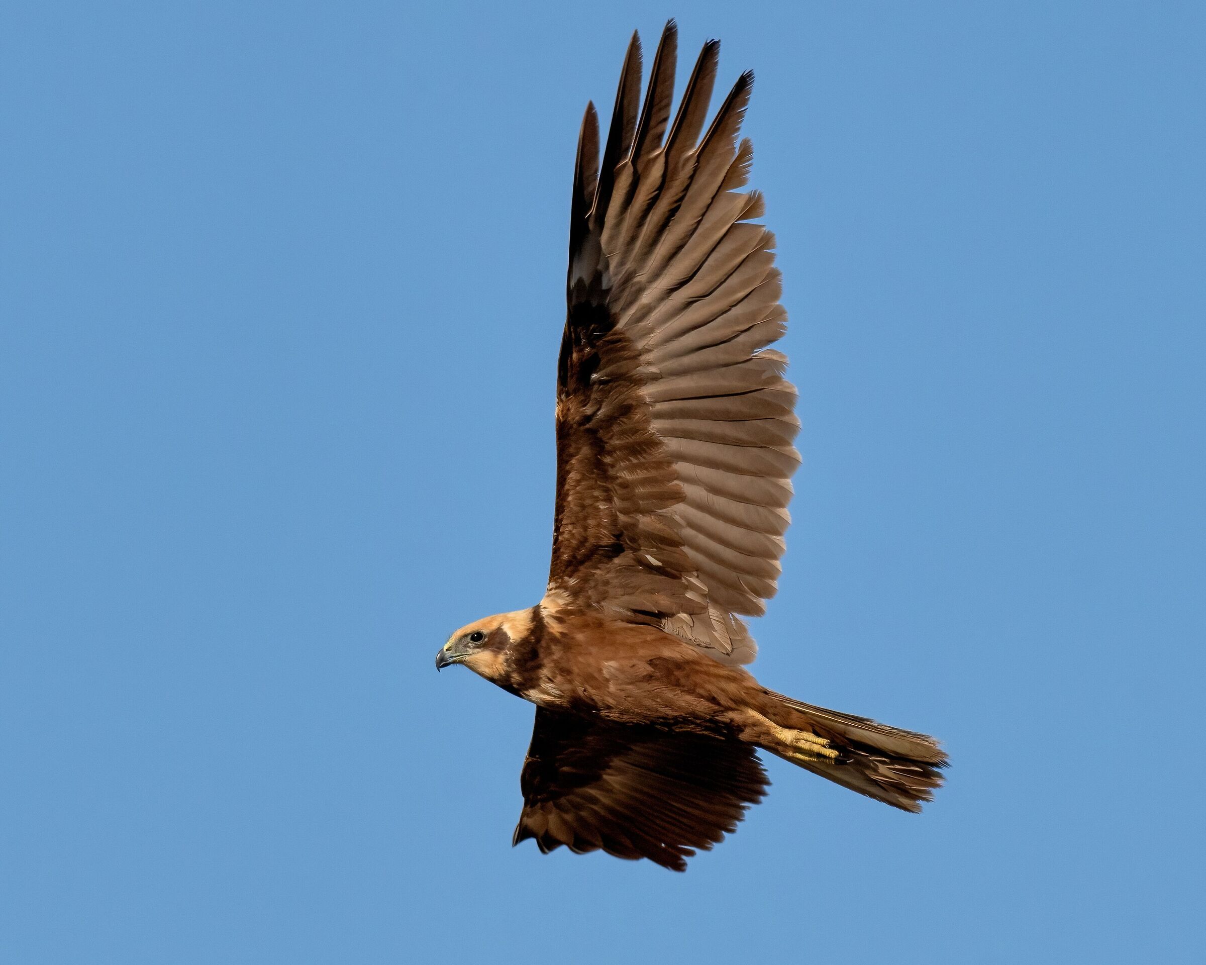 Marsh Harrier (Circus aeruginosus)