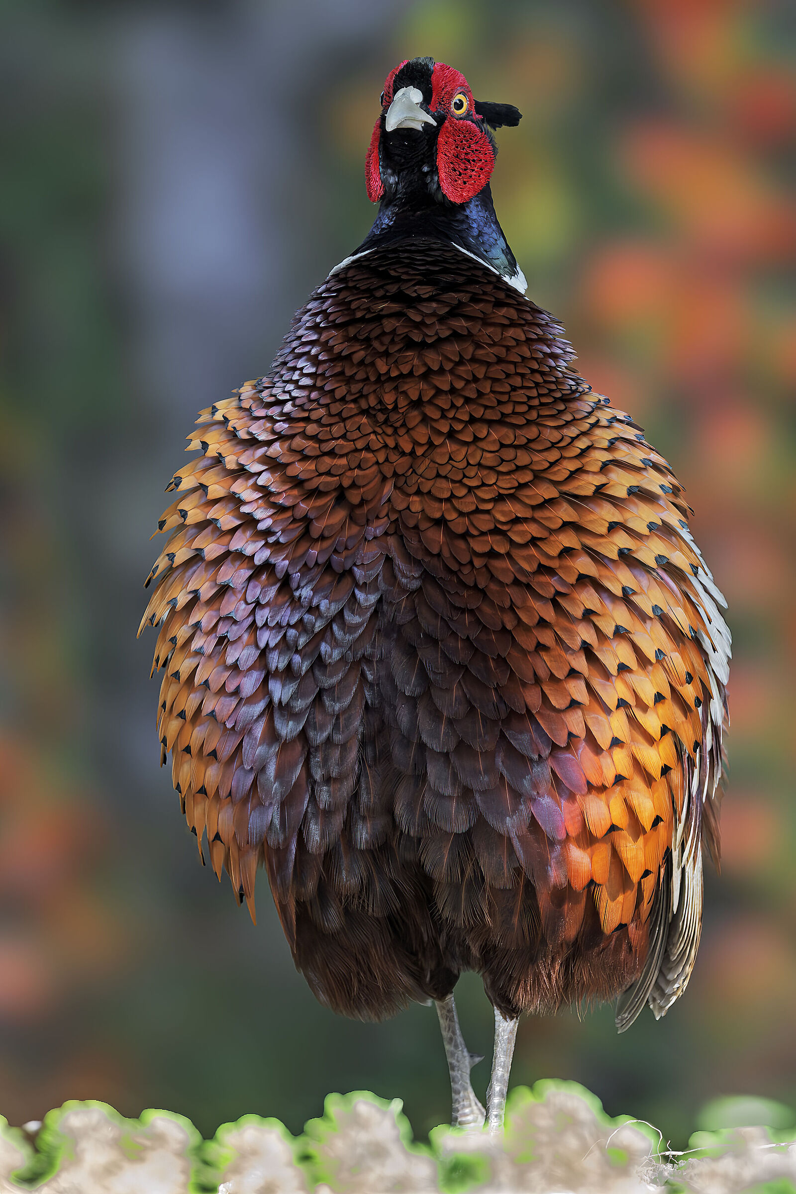 Pheasant ♂