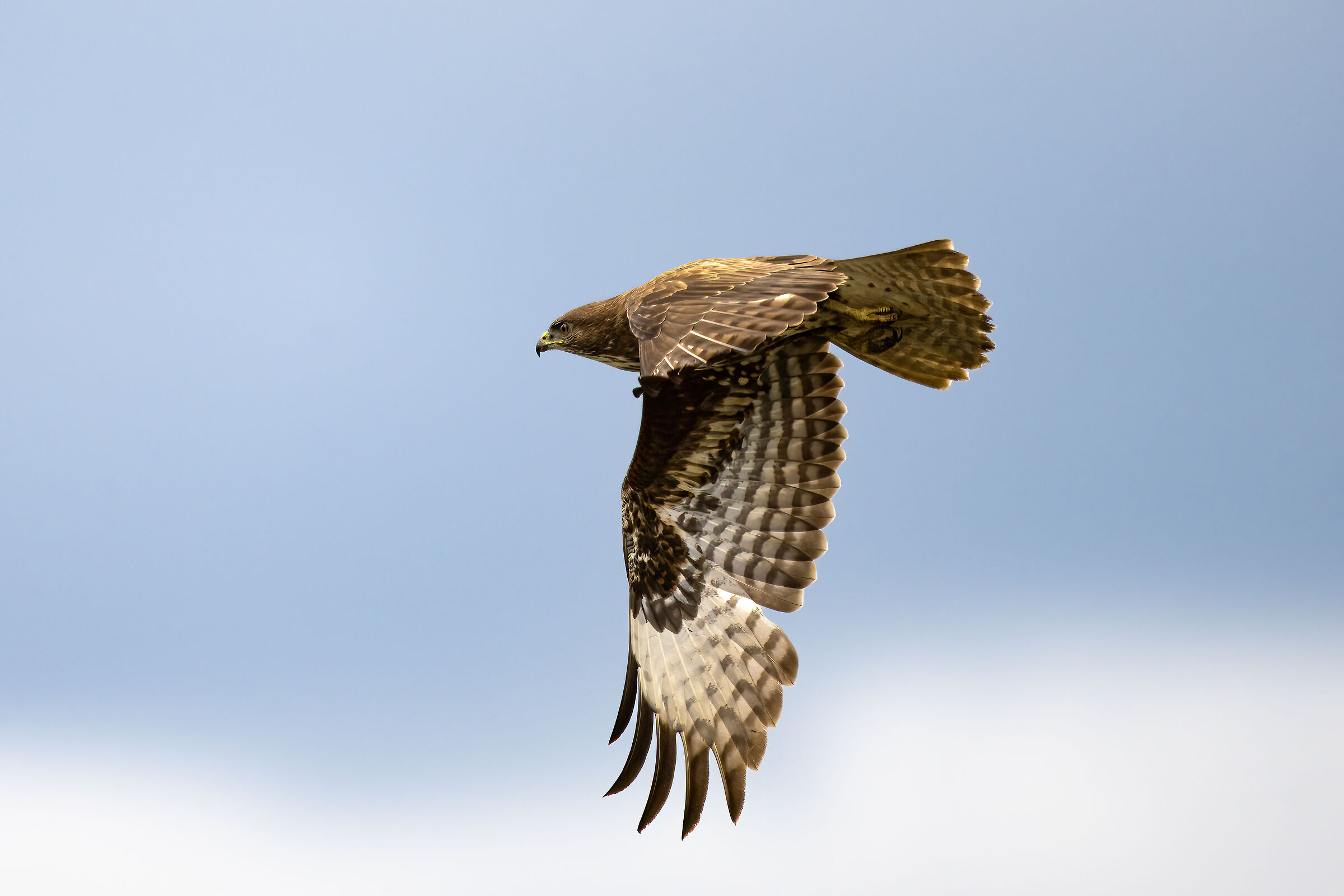 Poiana - Vercelli rice fields