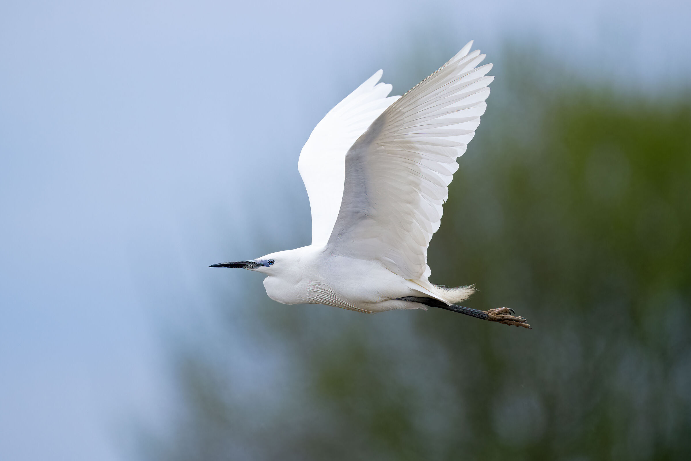 Little Egret - Vercelli rice fields