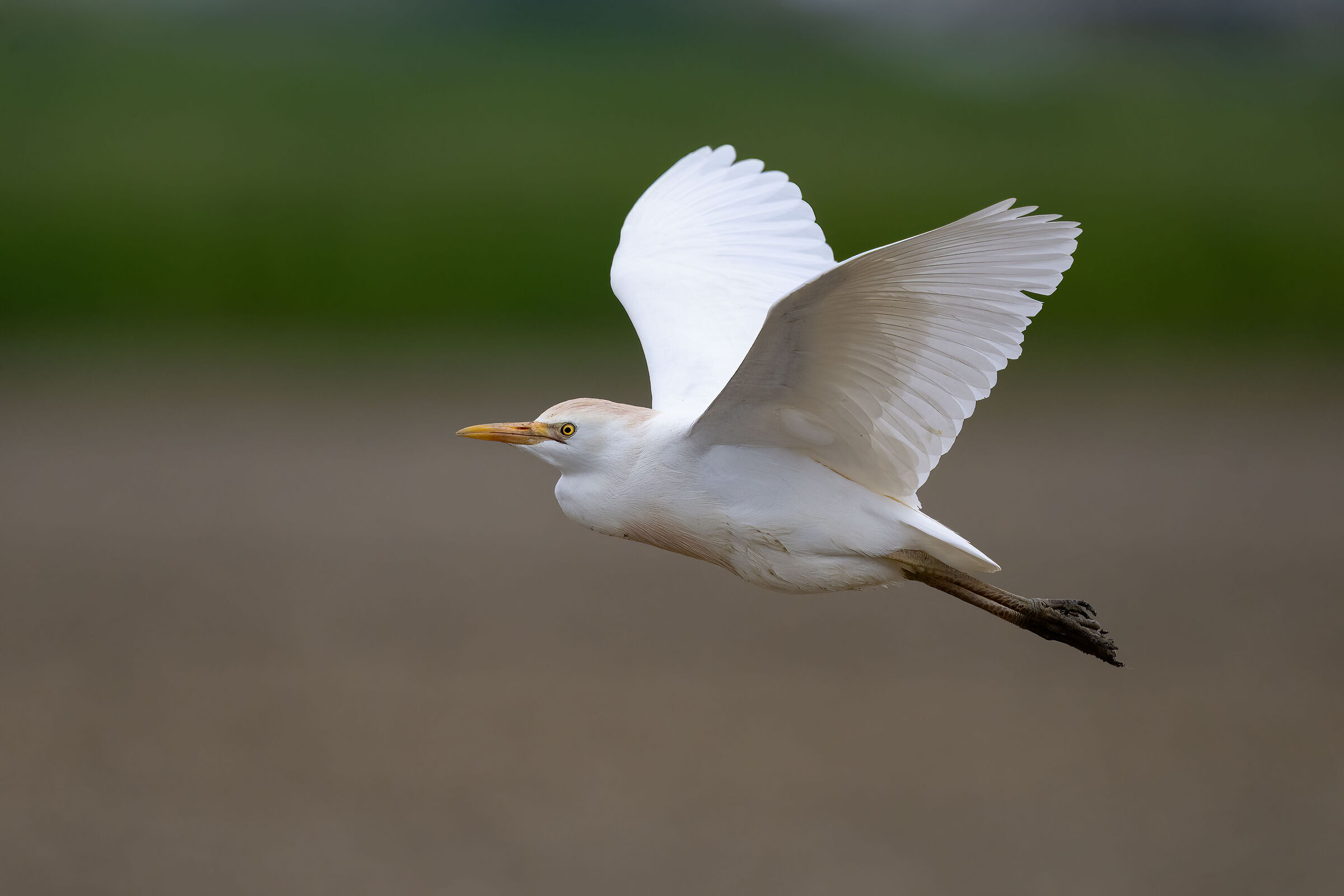 Cattle Egret - Vercelli rice fields