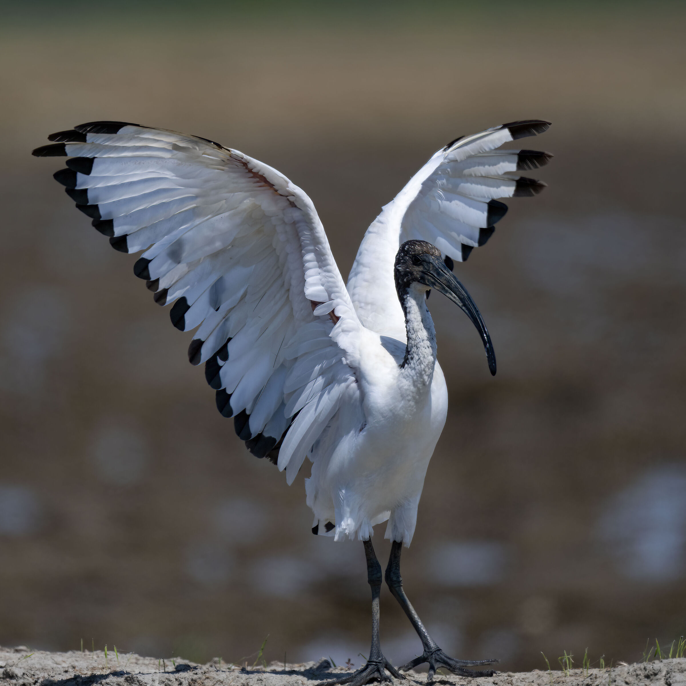 Ibis Sacro - Vercelli rice fields