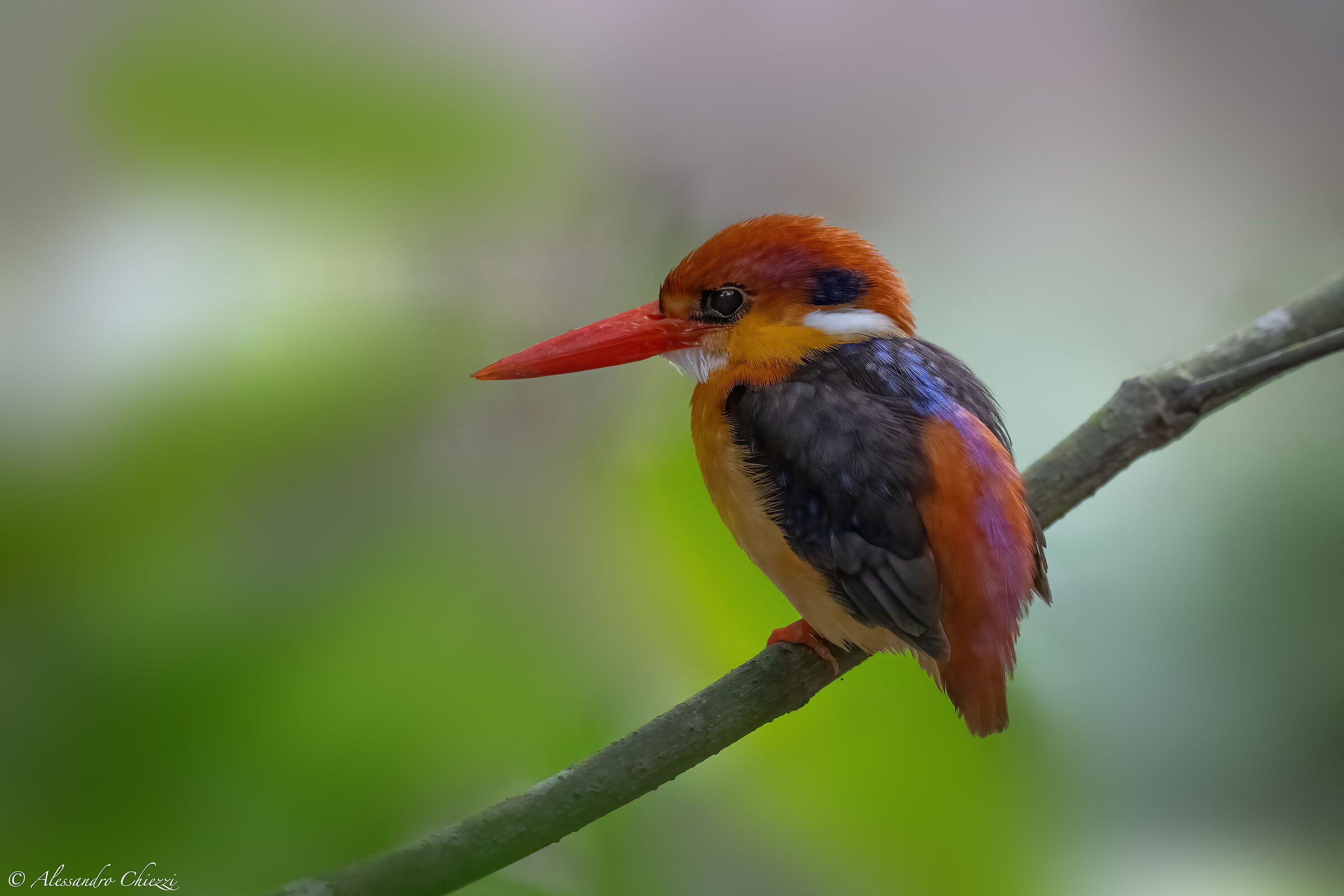 Black-backed kingfisher