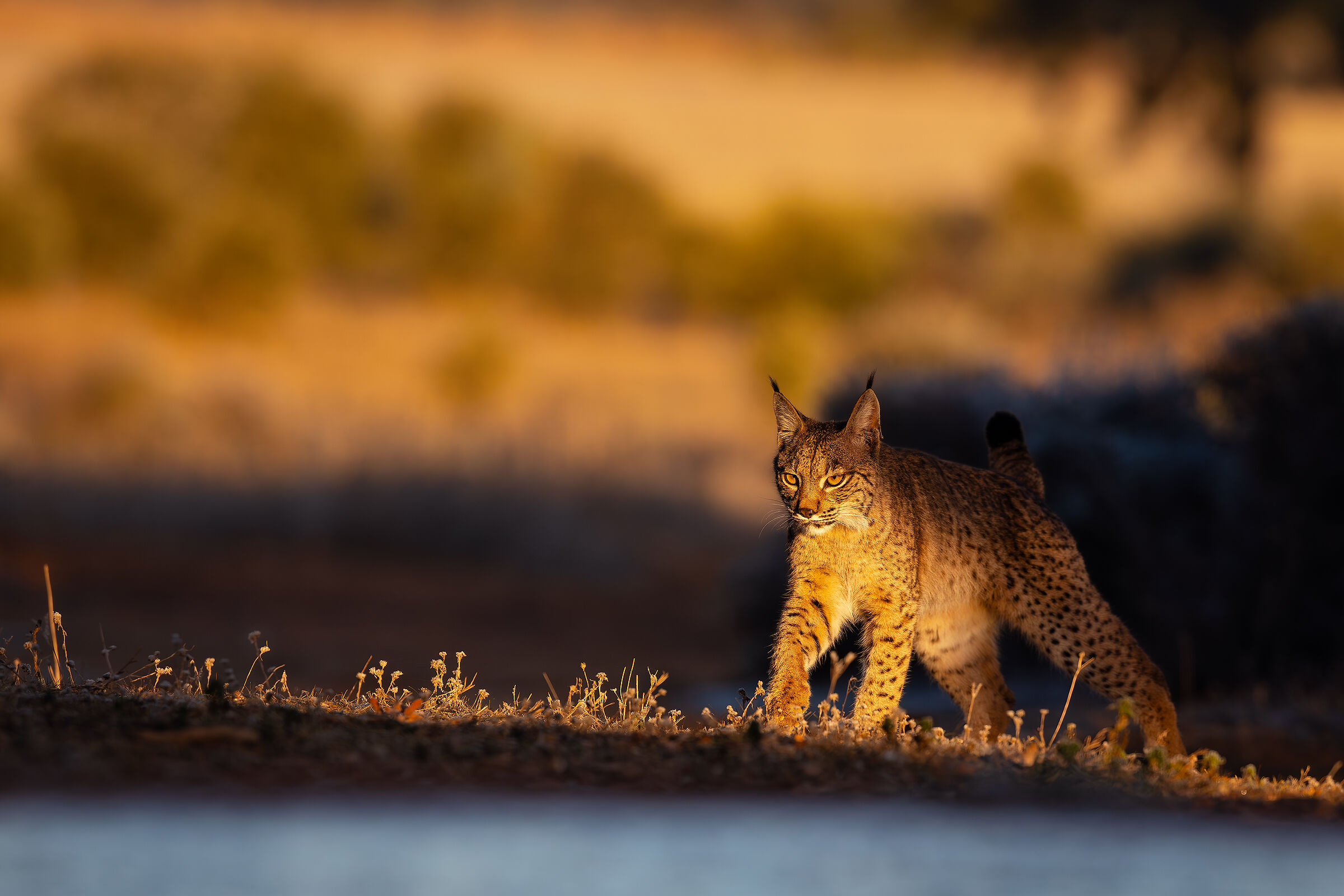 Iberian lynx at dawn