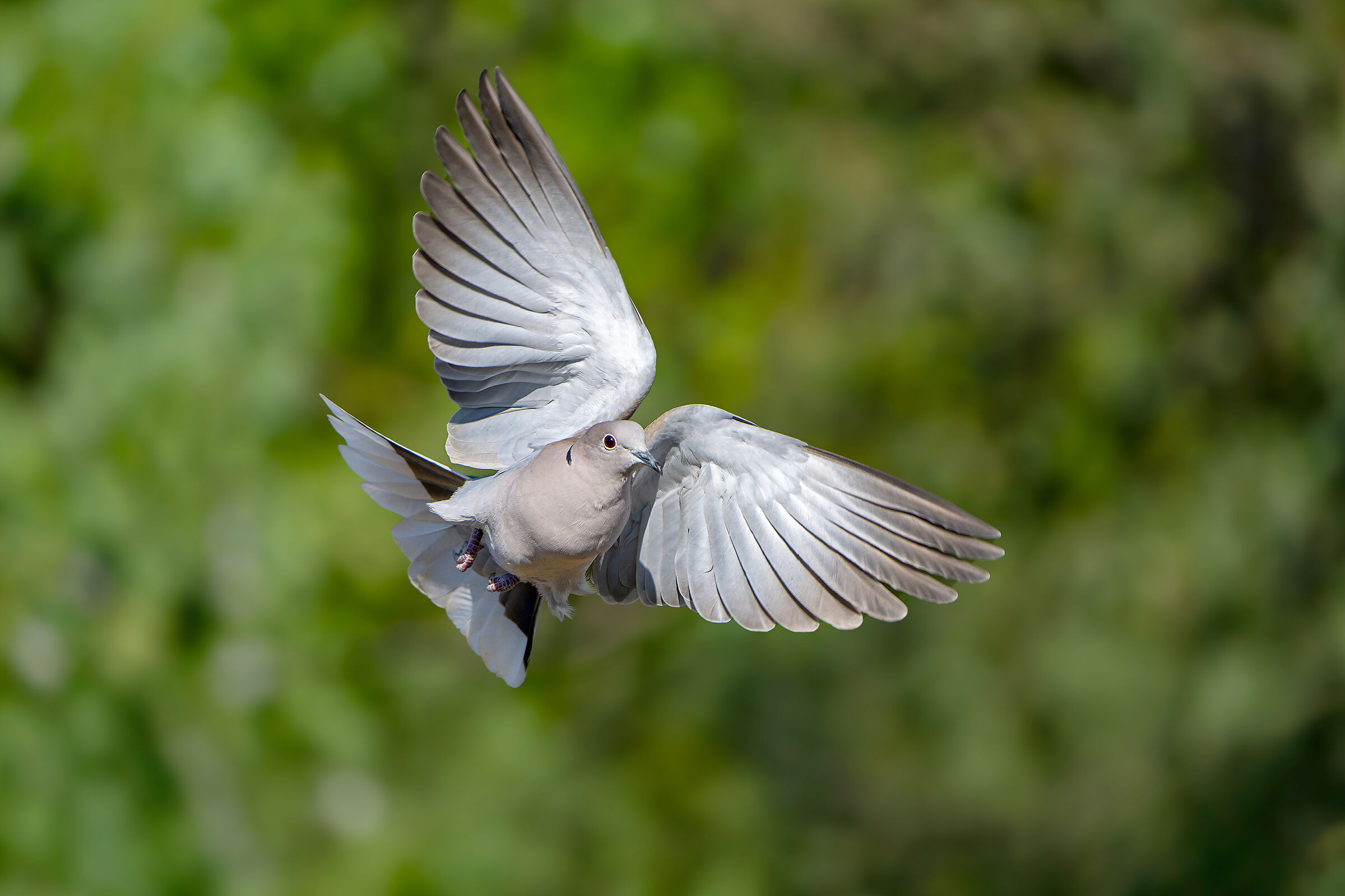 Collared dove