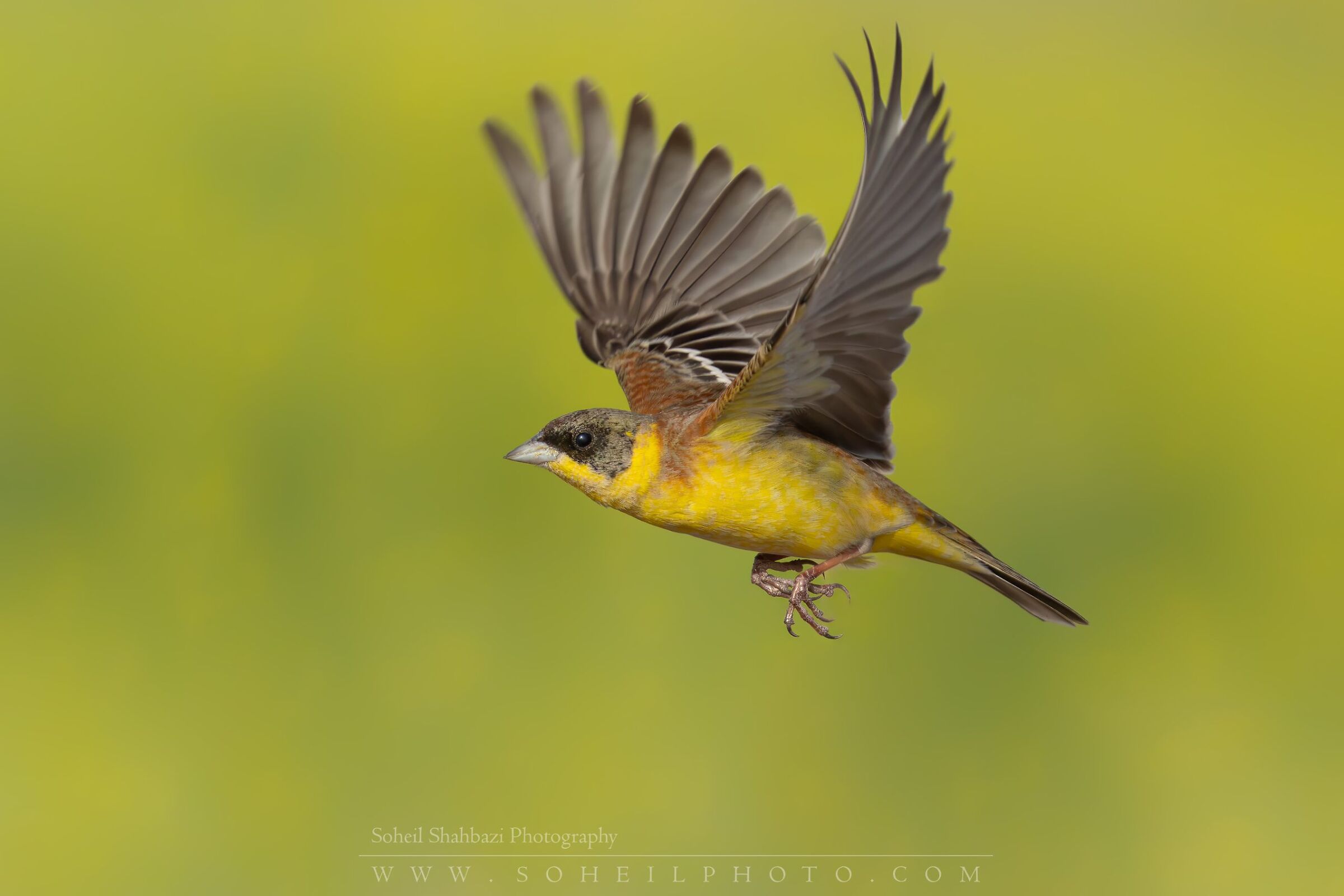 Black headed bunting