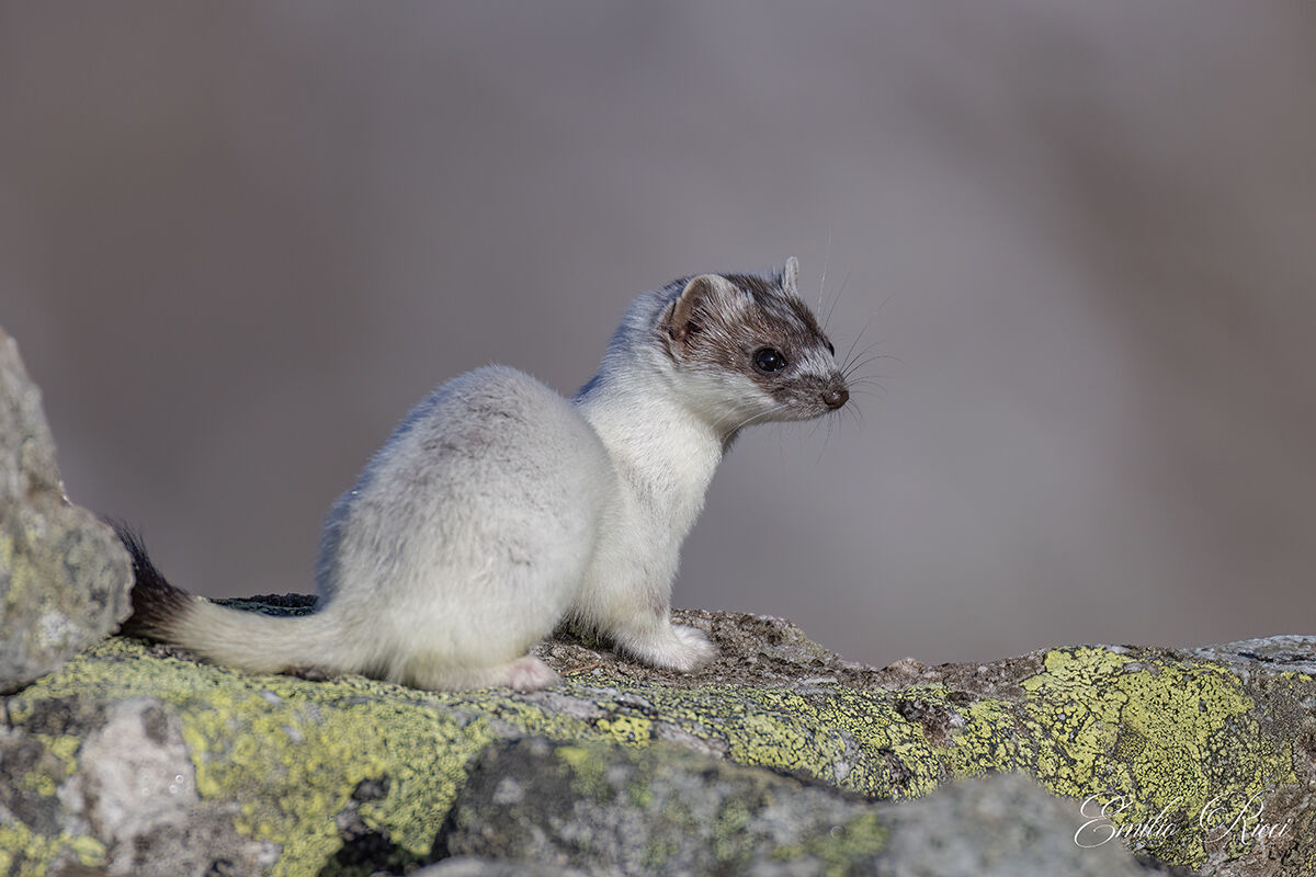 Ermine in spring wetsuit