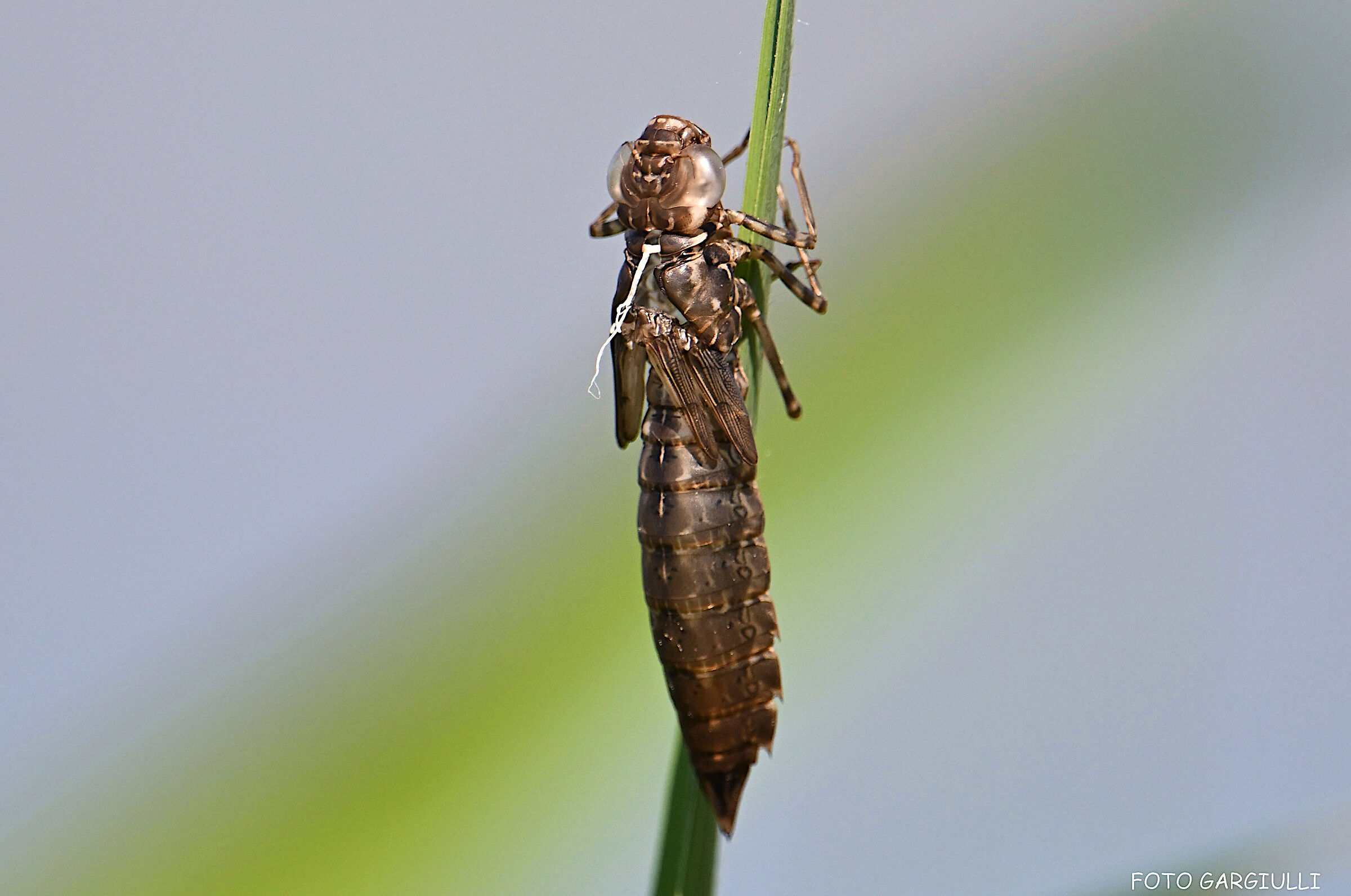 Cocoon of a dragonfly larva (Anax imperator)