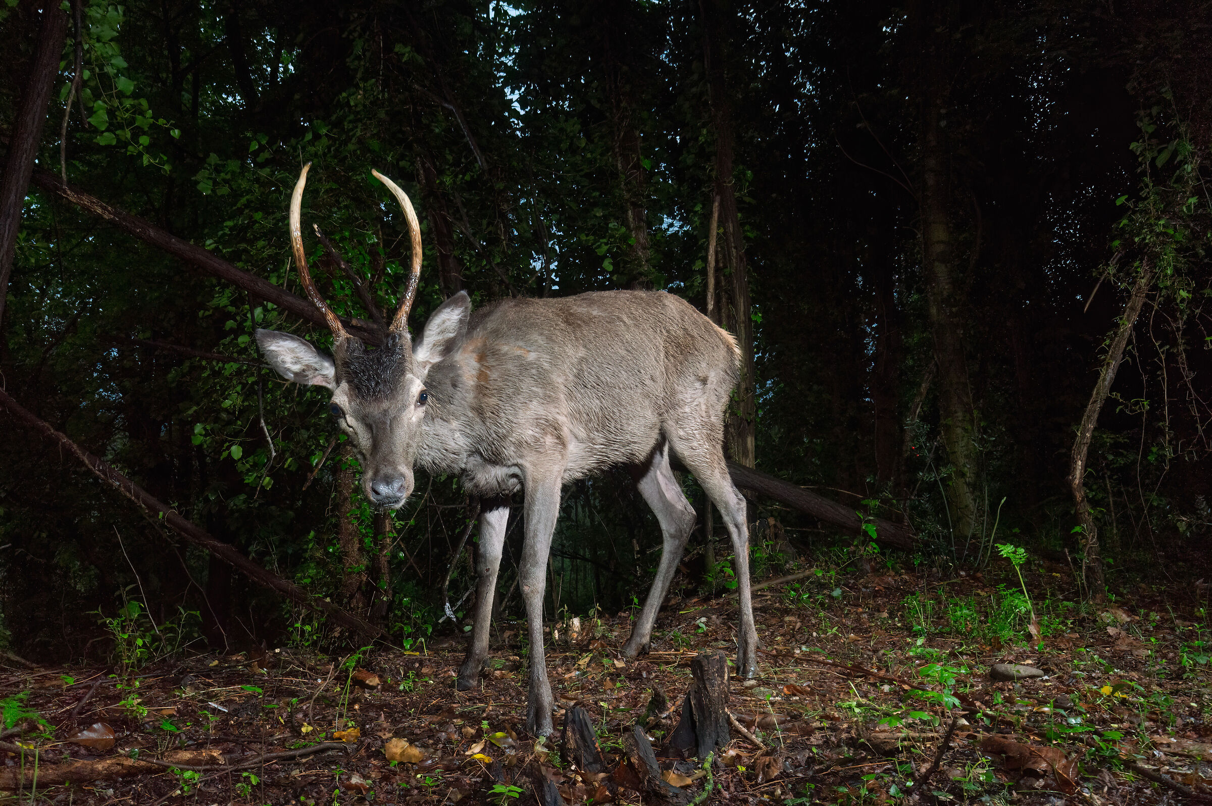 Young deer