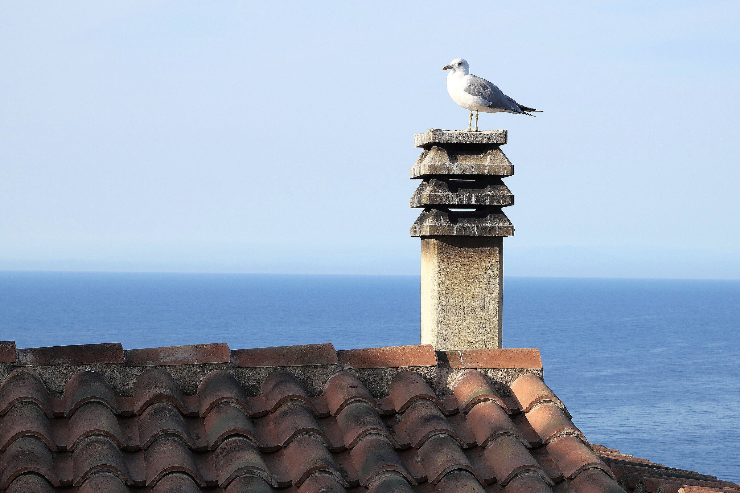 The seagull and the sea