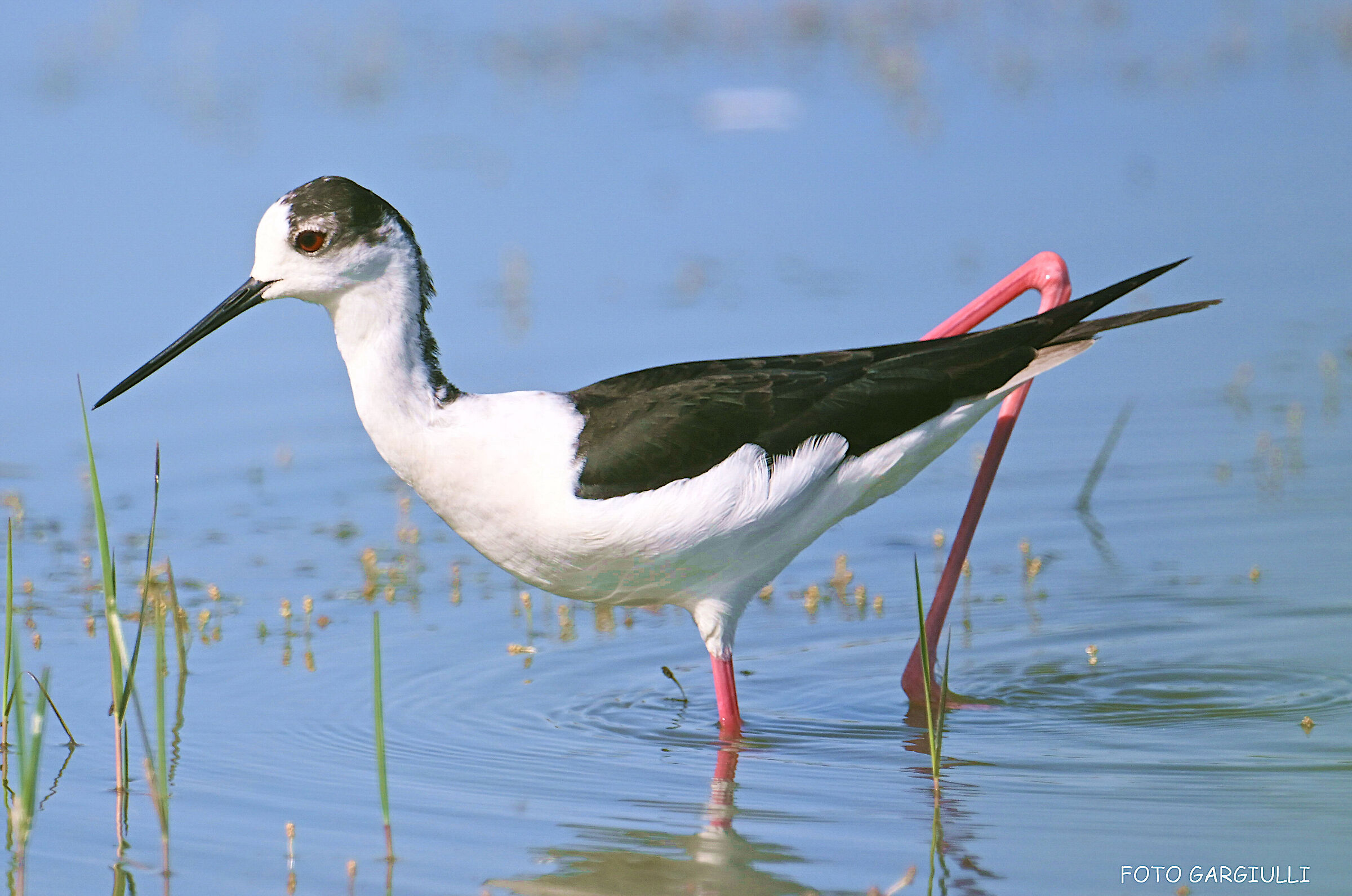 Black-winged Stilt