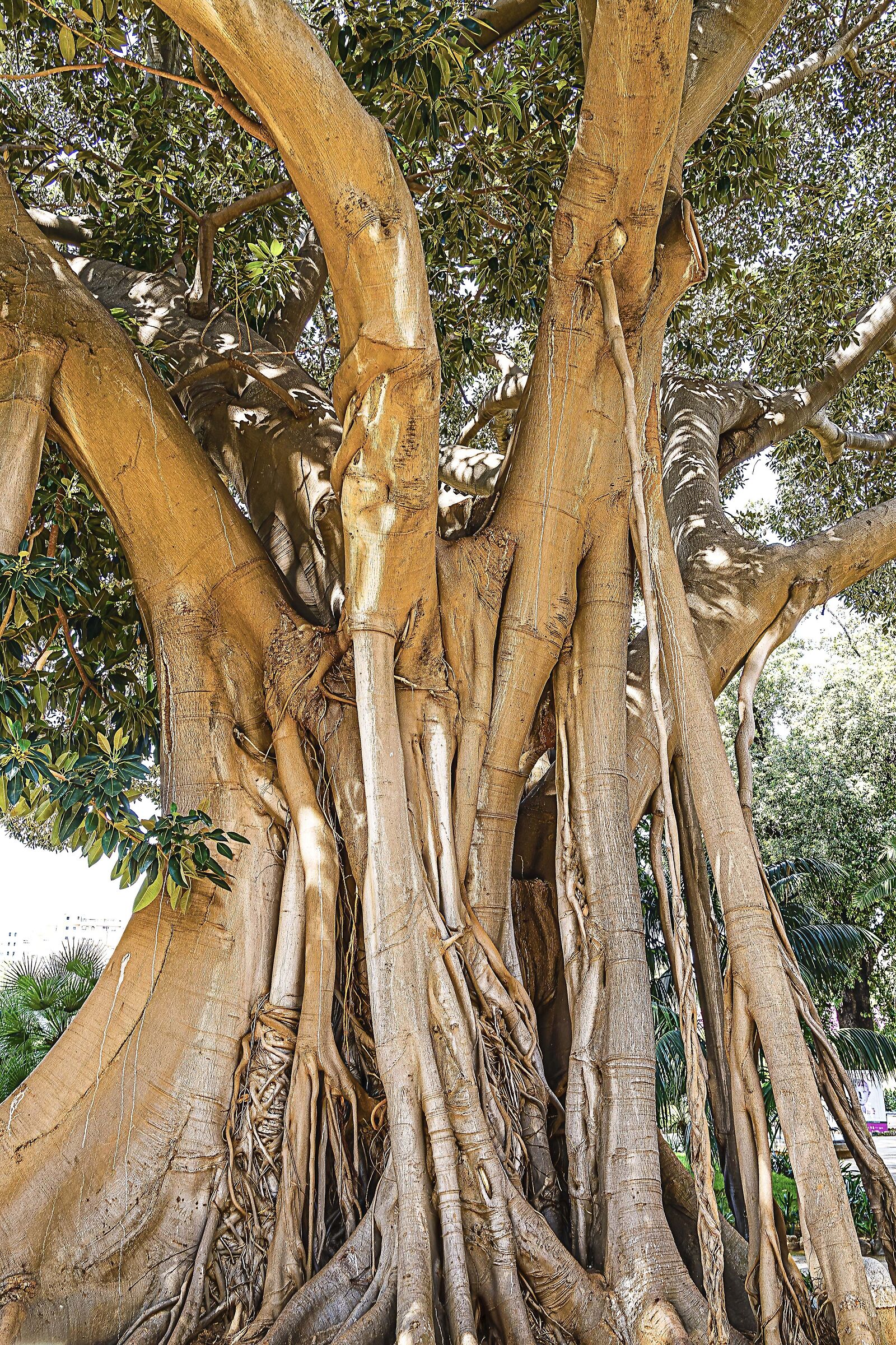 The centuries-old tree