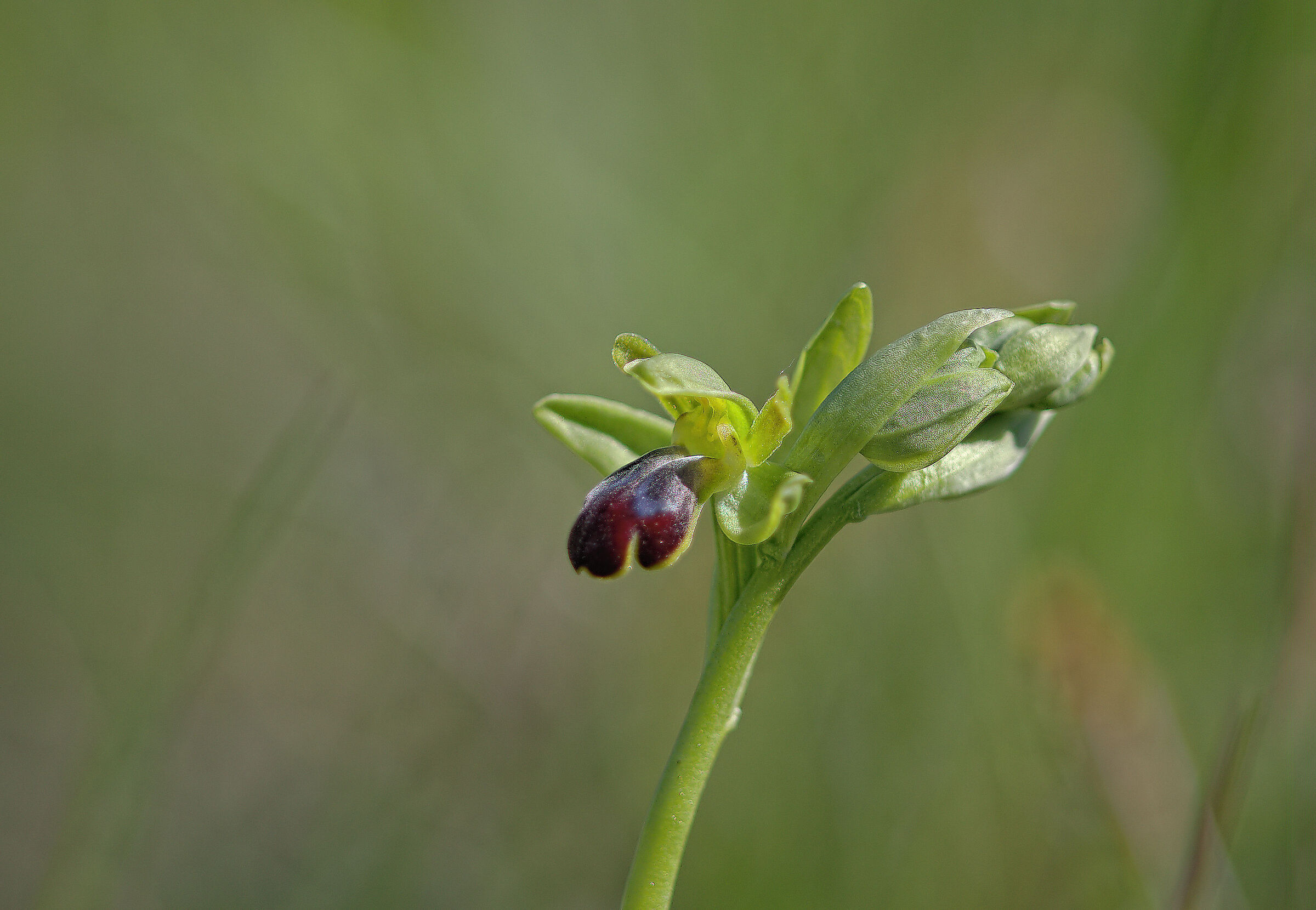 Ophrys fusca