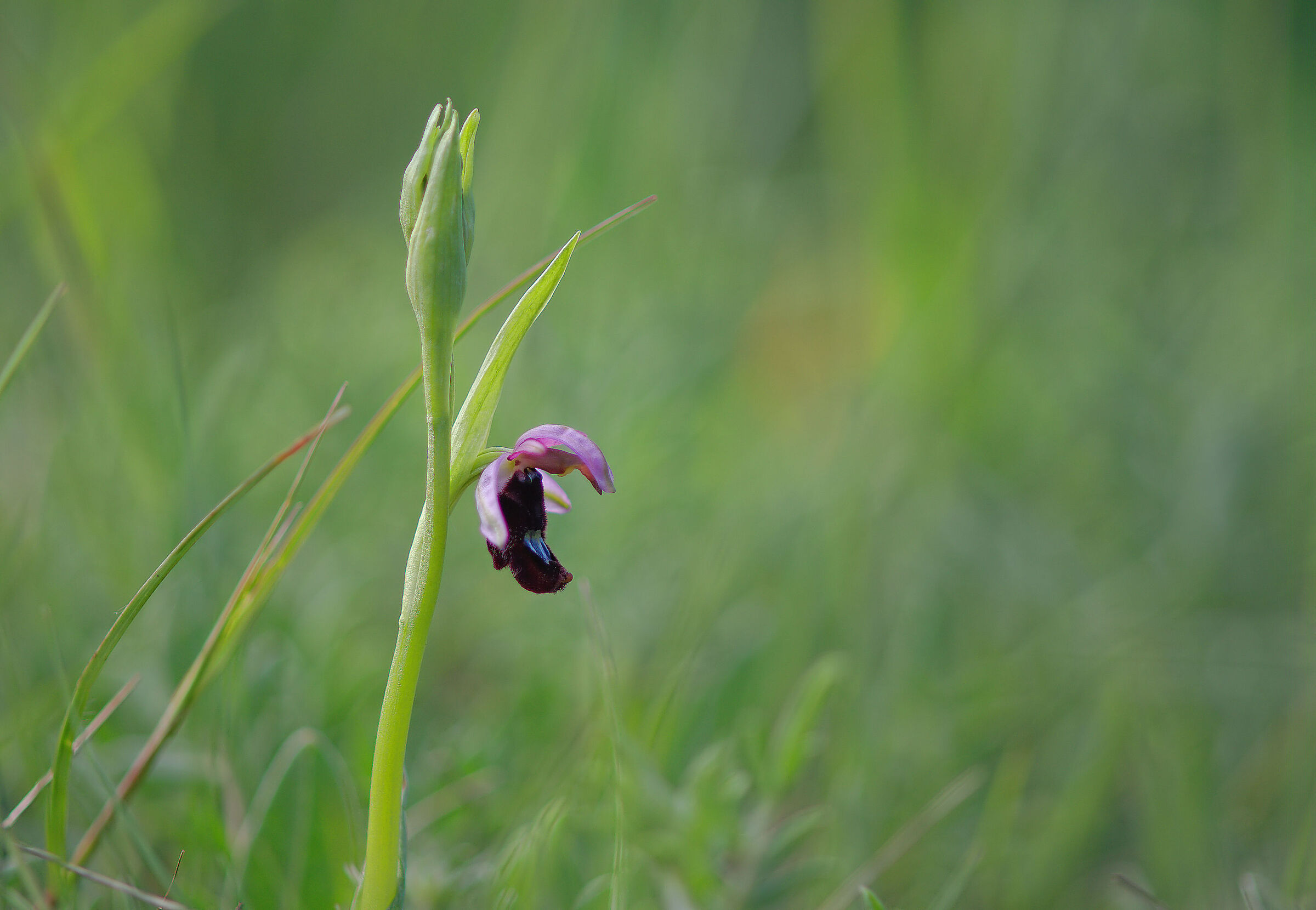 Ophrys bertolonii