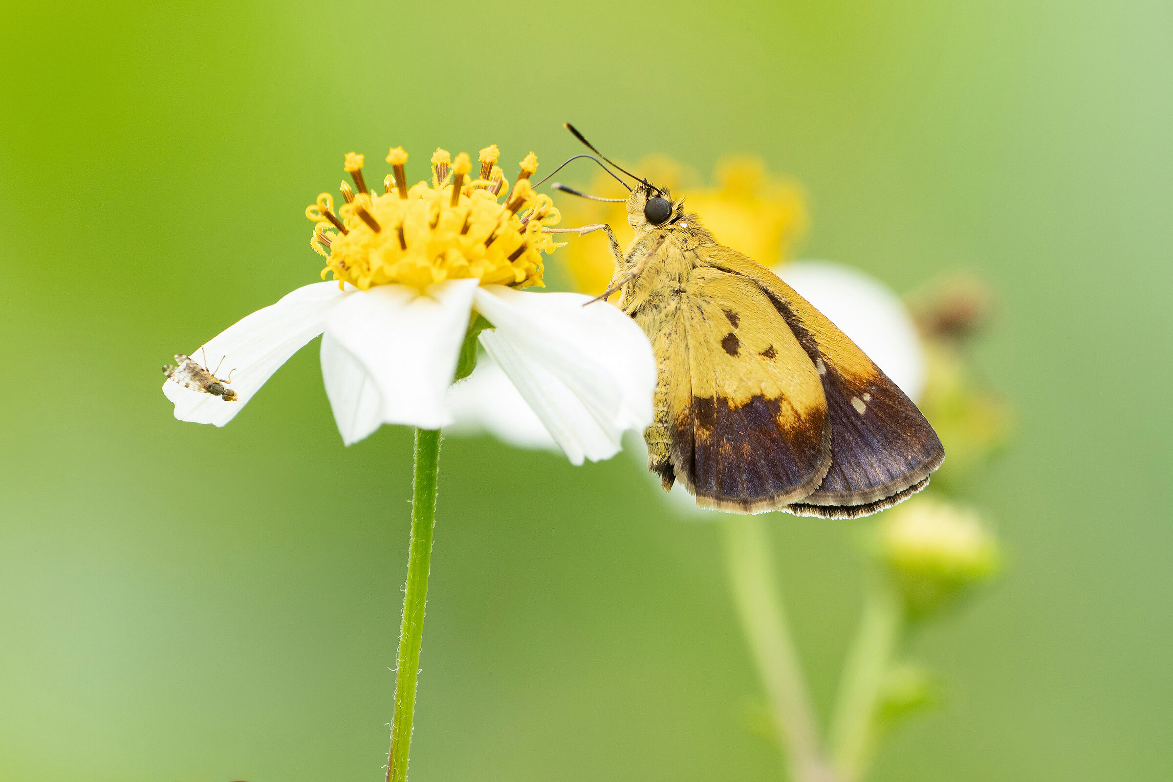 Yellow with brown