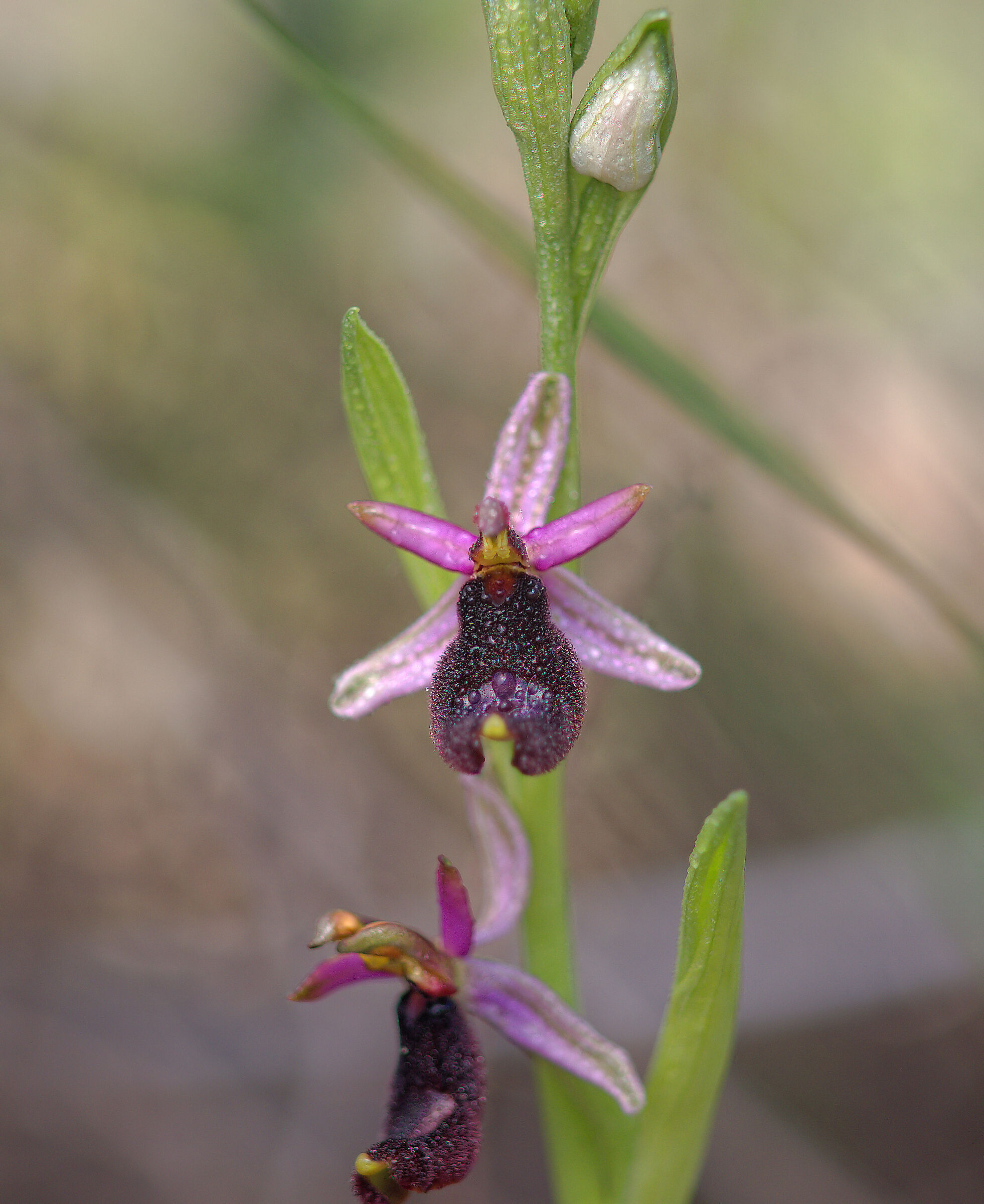 Ophrys bertolonii
