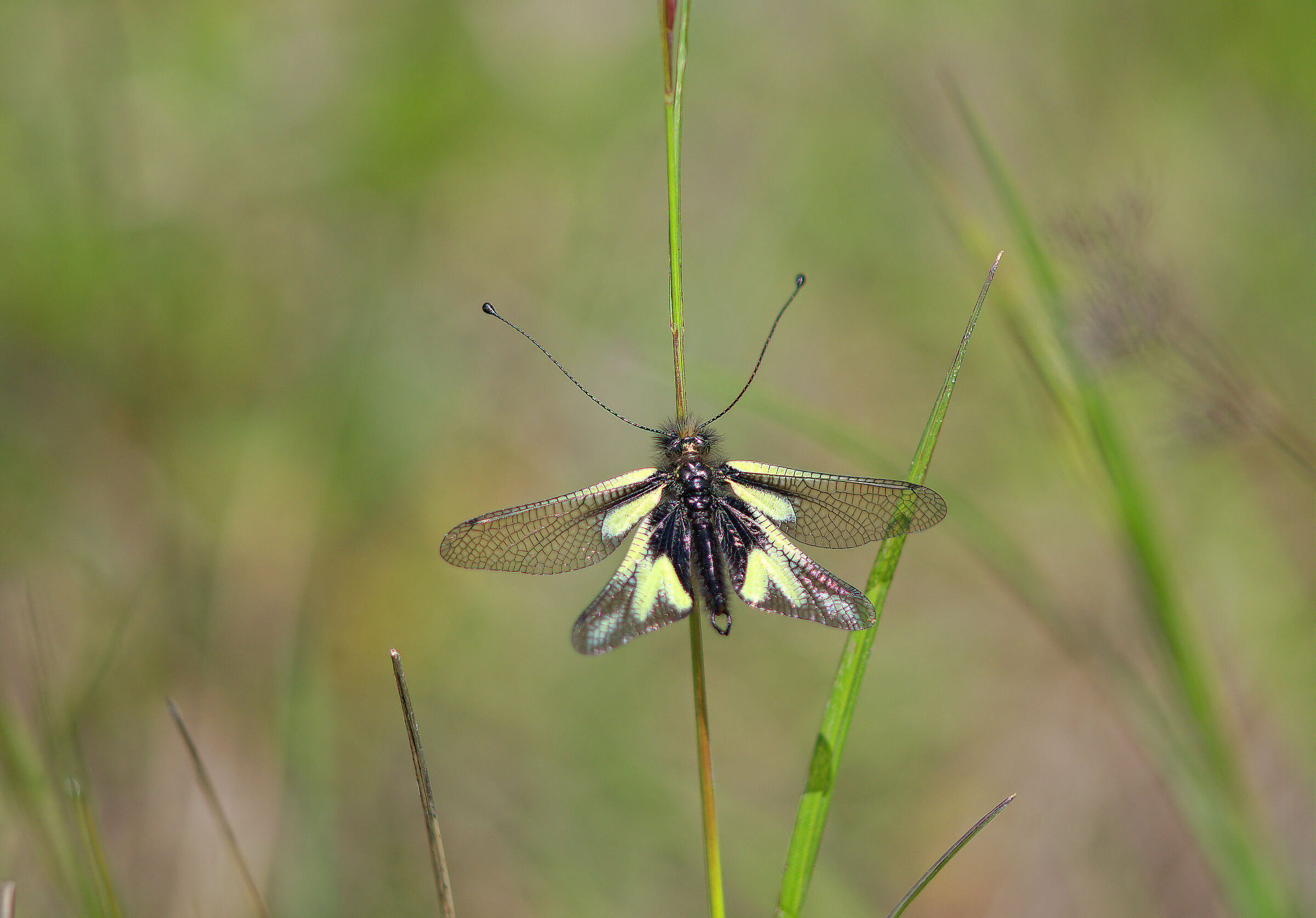 Libelloides coccajus