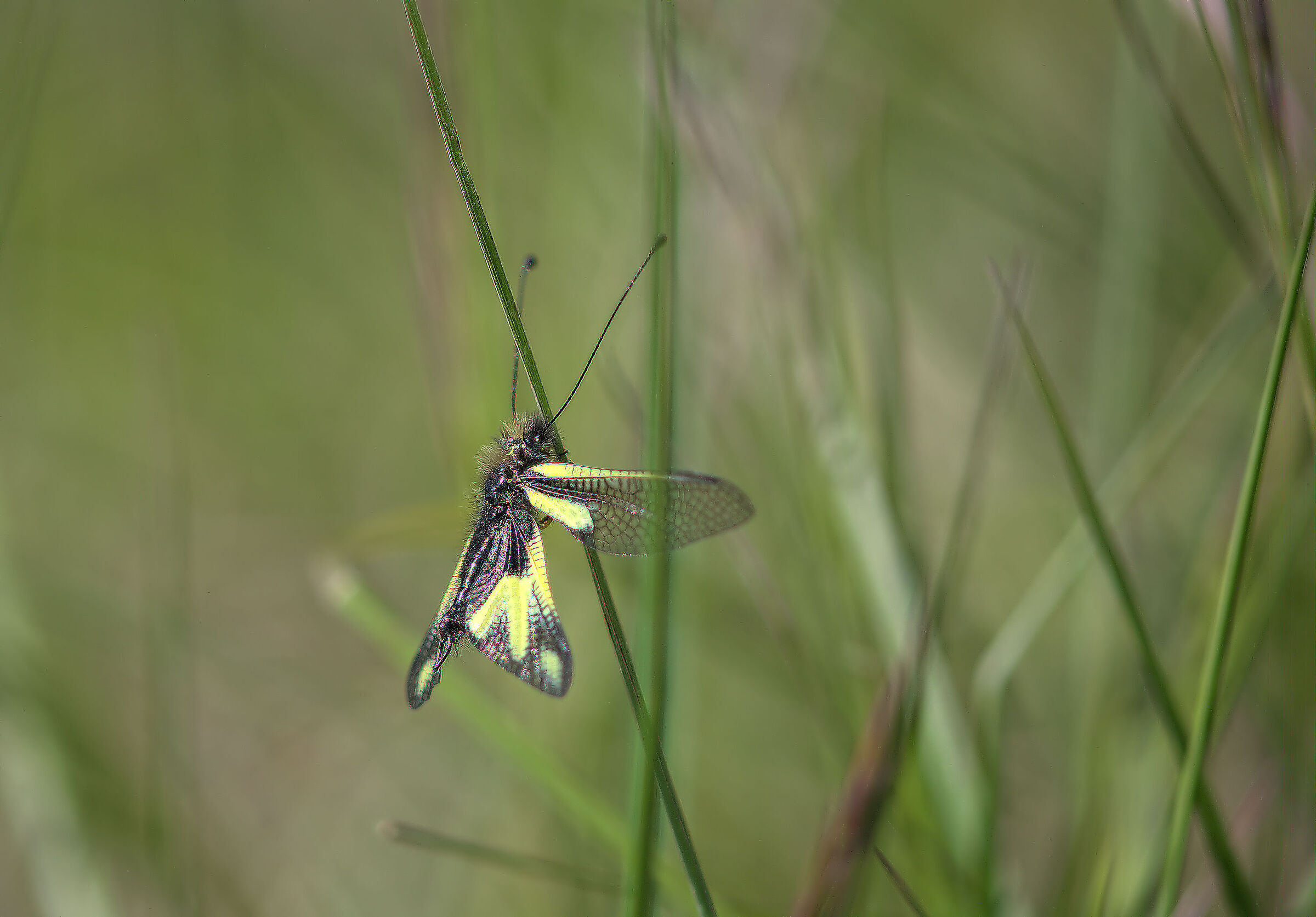 Libelloides coccajus