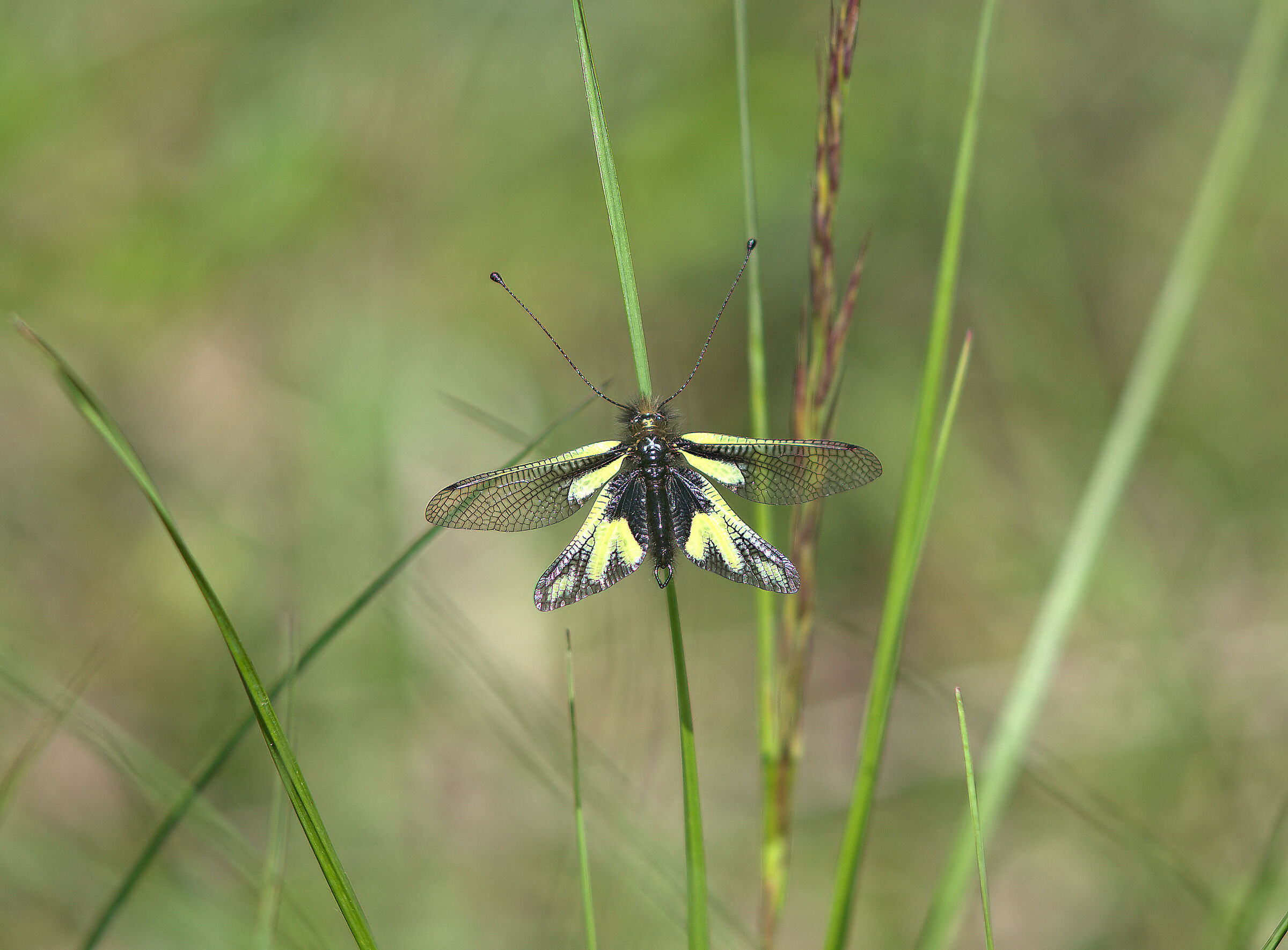 Libelloides coccajus