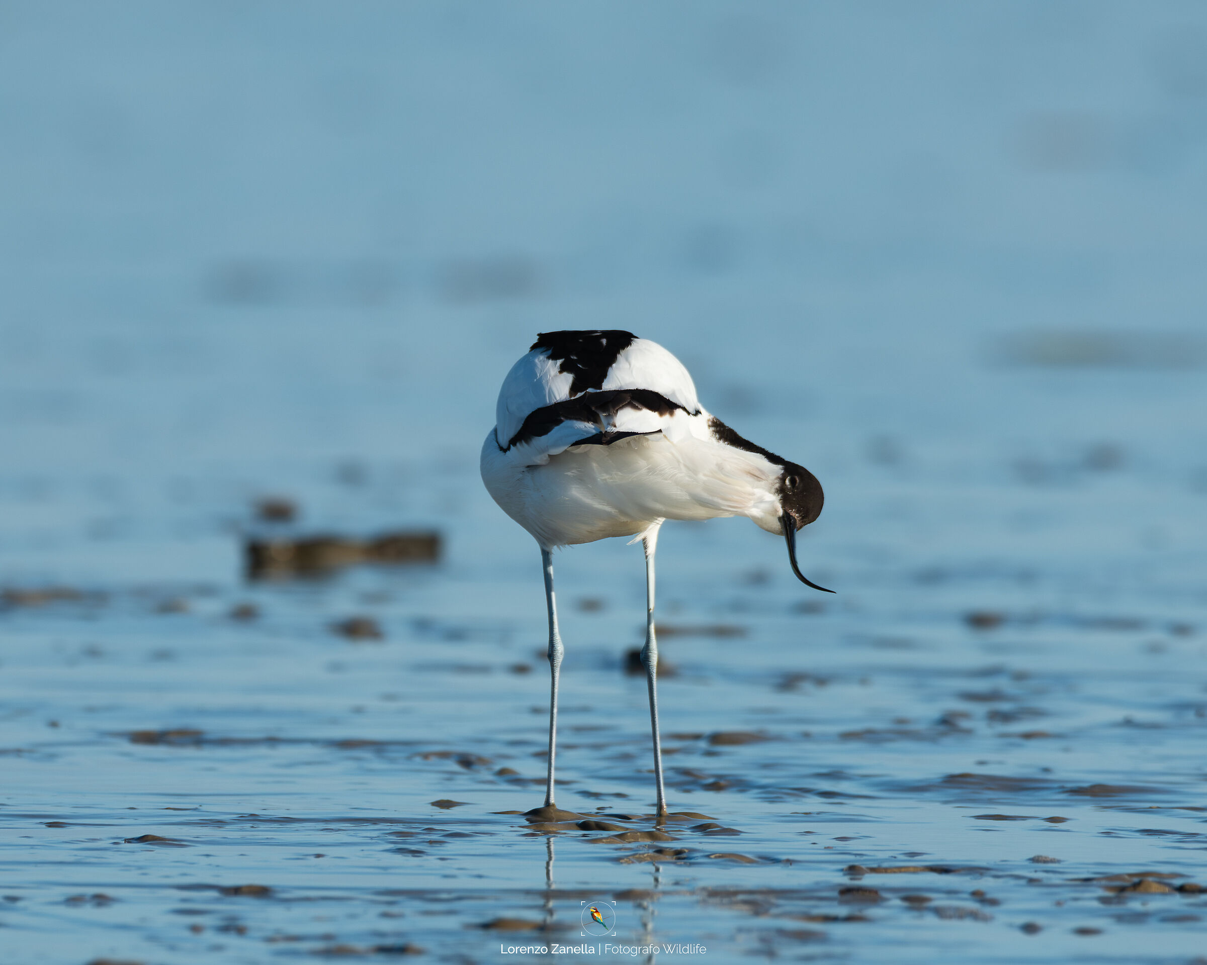 Avocetta