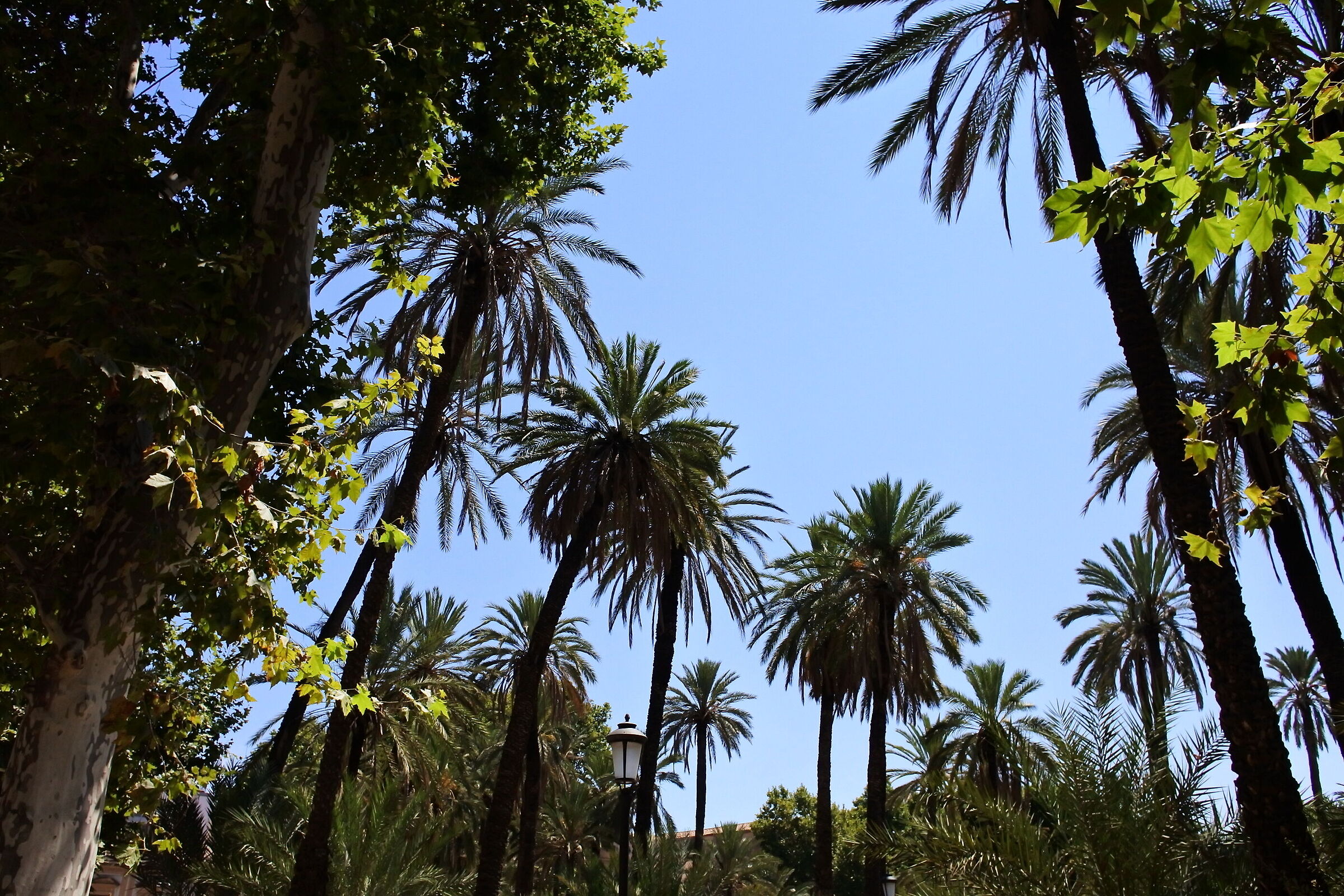 Palme, Villa Bonanno