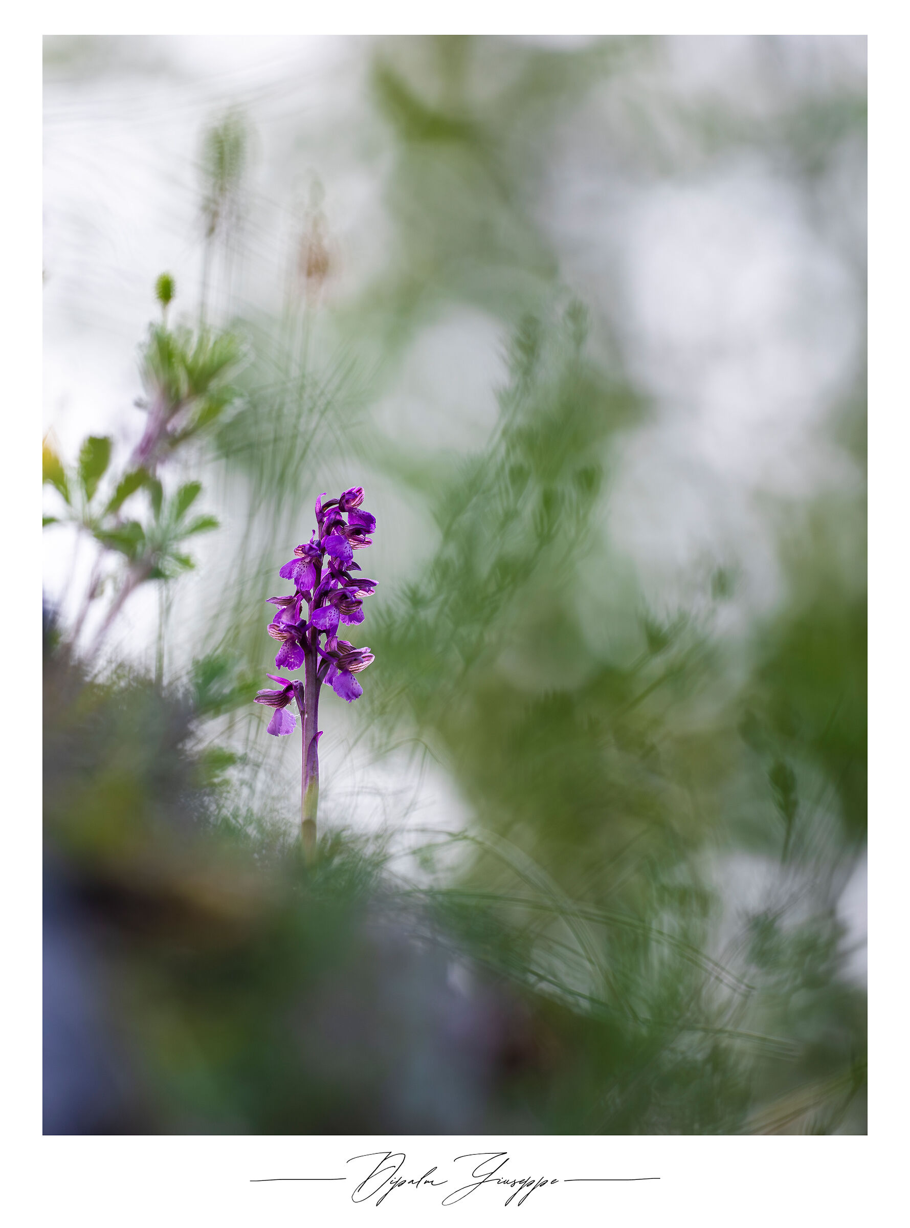 Anacamptis morio 3